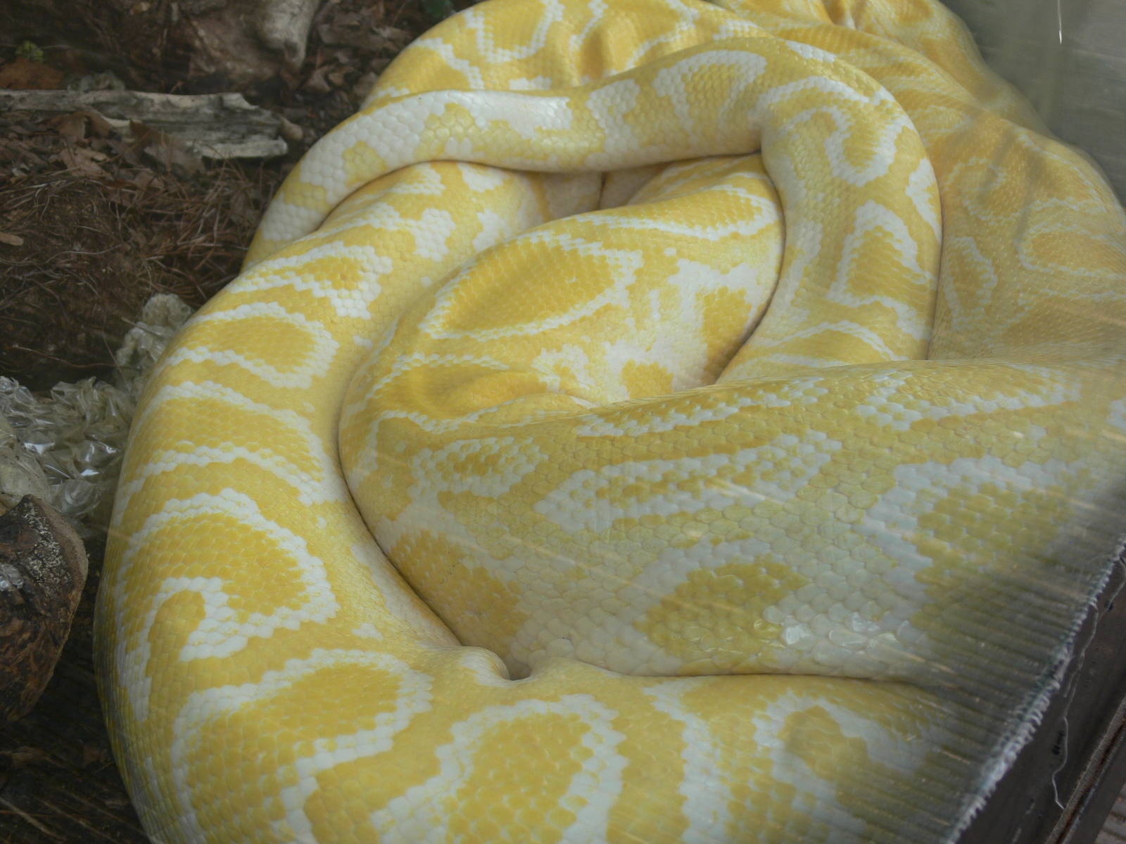 Albino Burmese Python at Tropical World, 30/06/13