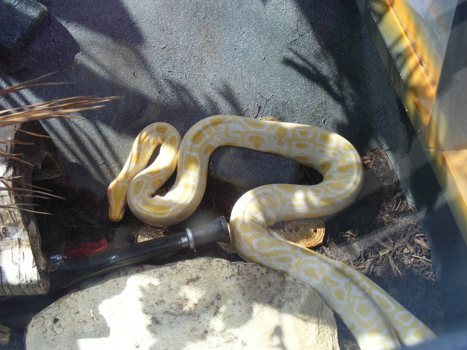Albino Burmese python (?) at Wickid Pets Animal Adventure, 11 June 2011