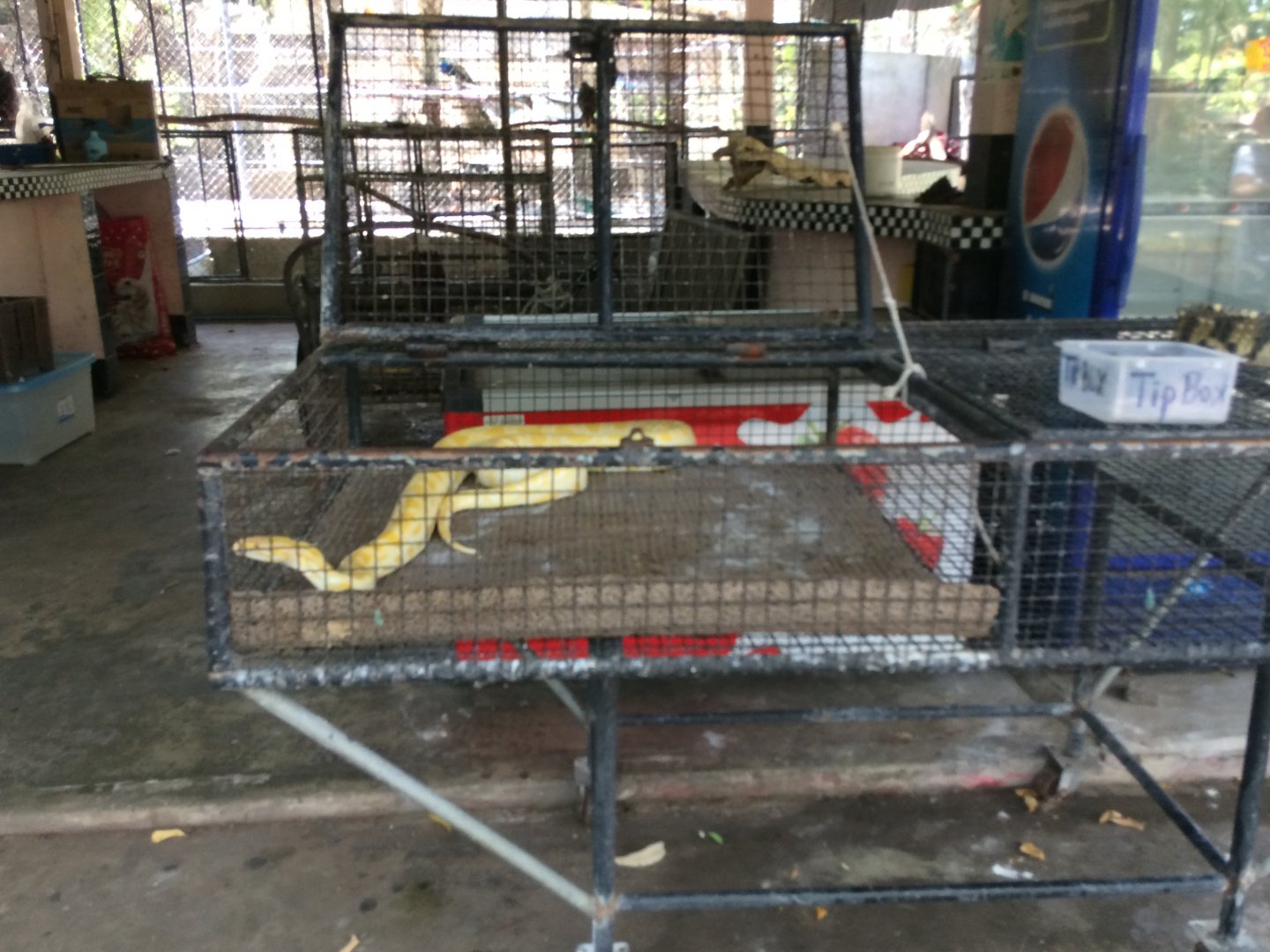 Albino Burmese Python for Photos