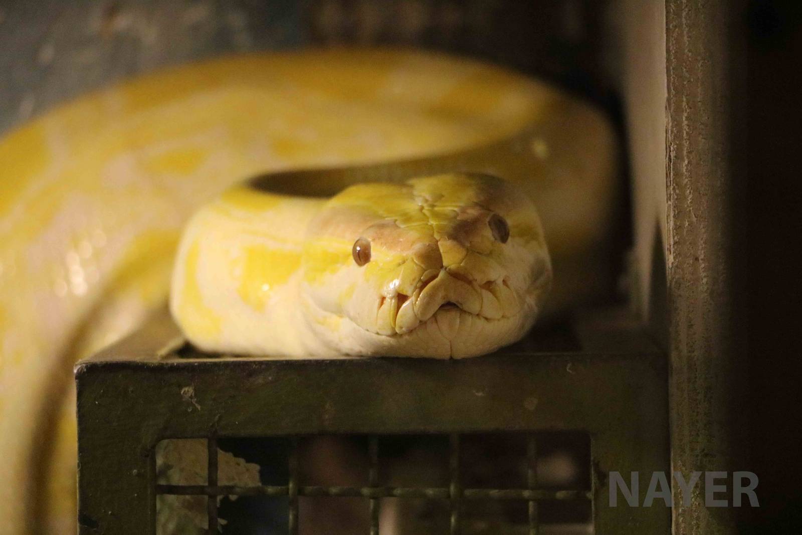 Albino Burmese python - Mendoza Serpentarium ('Centro Anaconda'), April 201