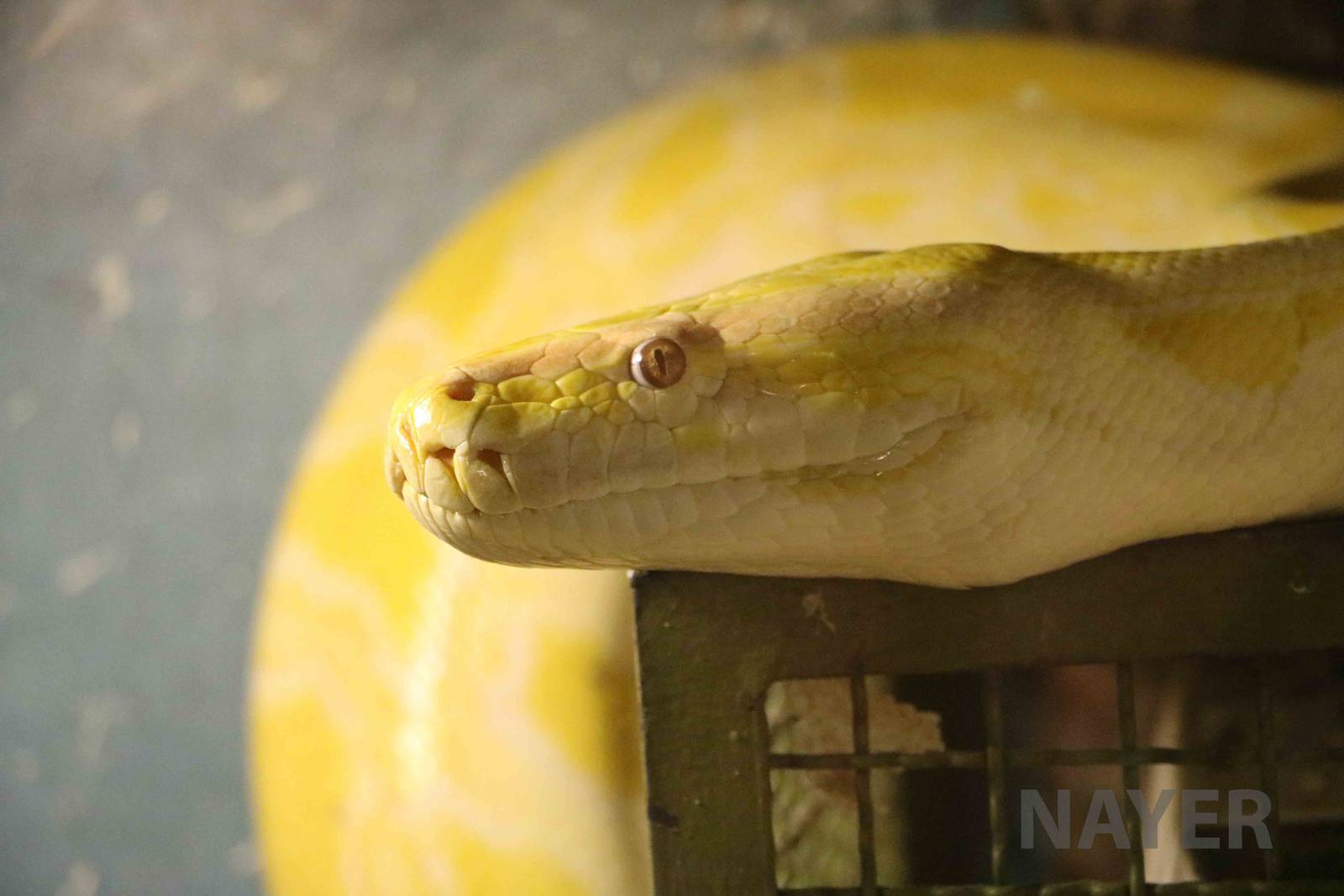Albino Burmese python - Mendoza Serpentarium ('Centro Anaconda'), April 201