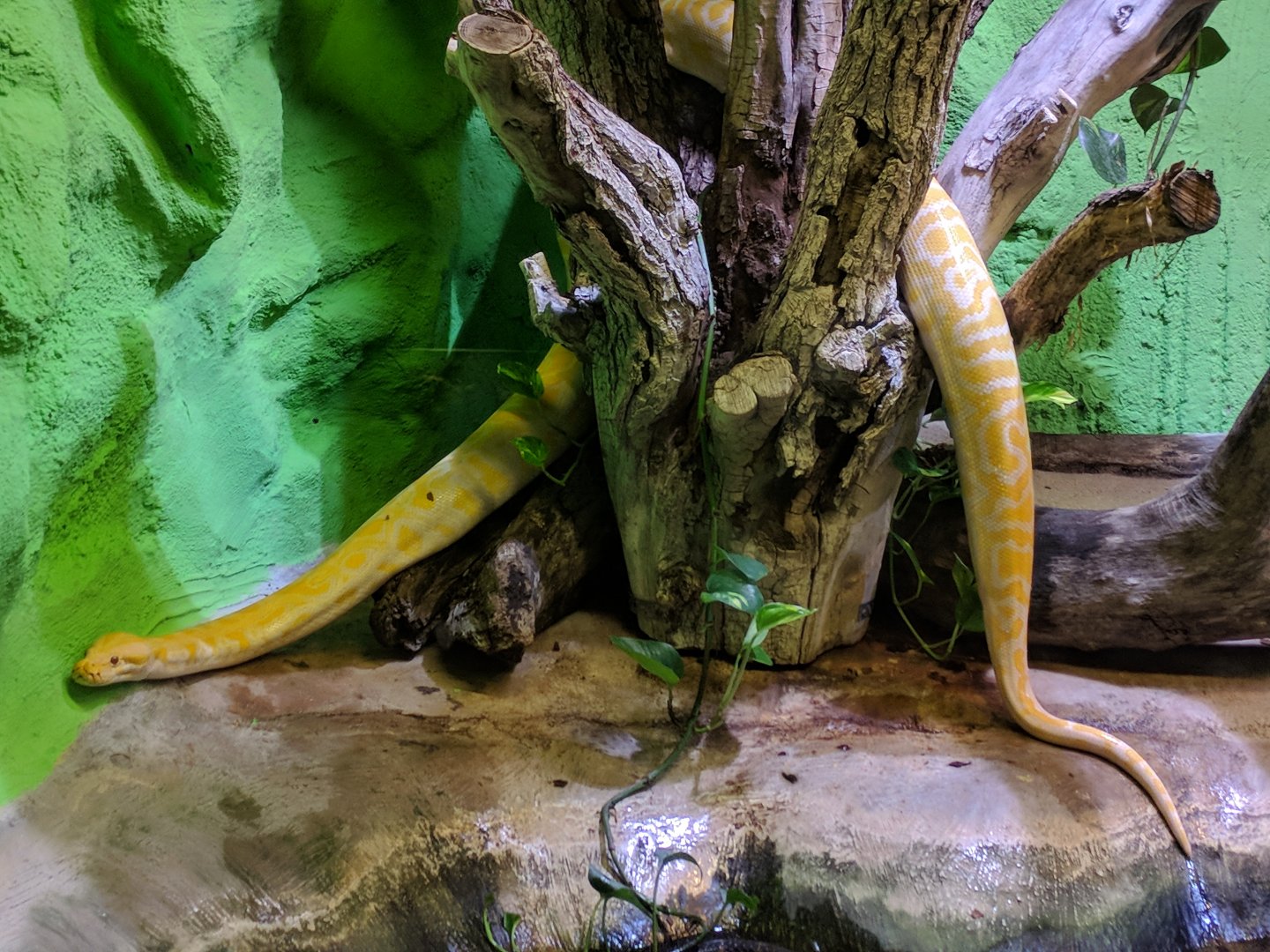 Albino burmese Python on the move
