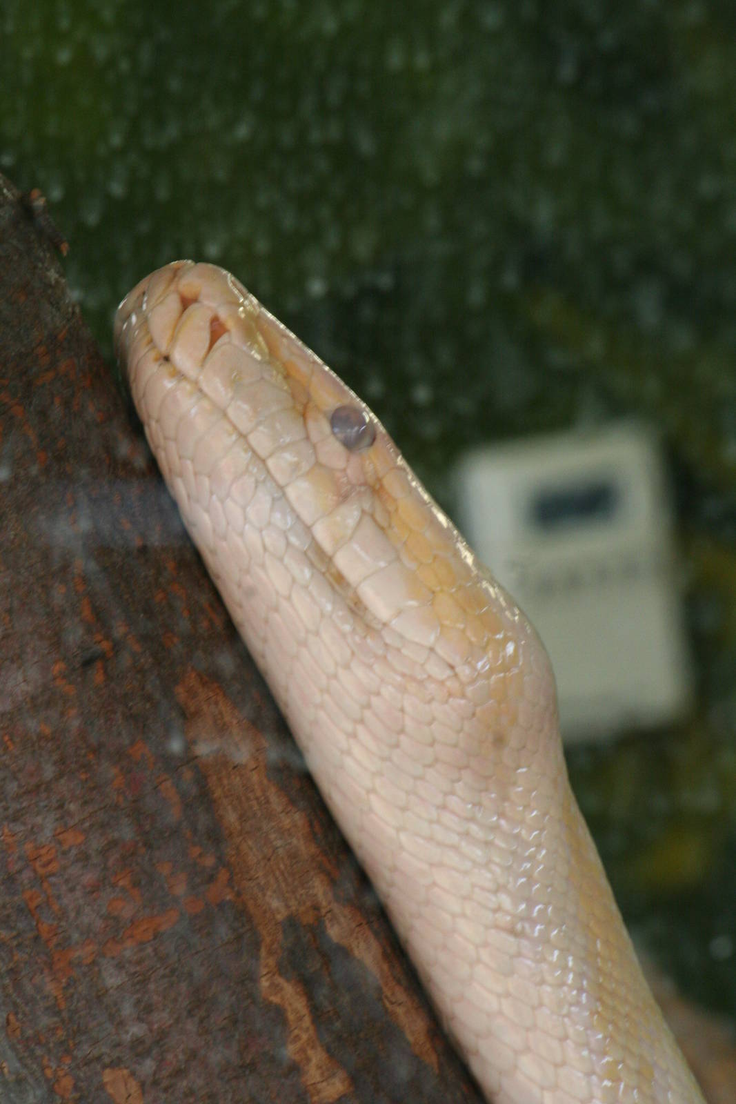 Albino Burmese python (pre-shed)