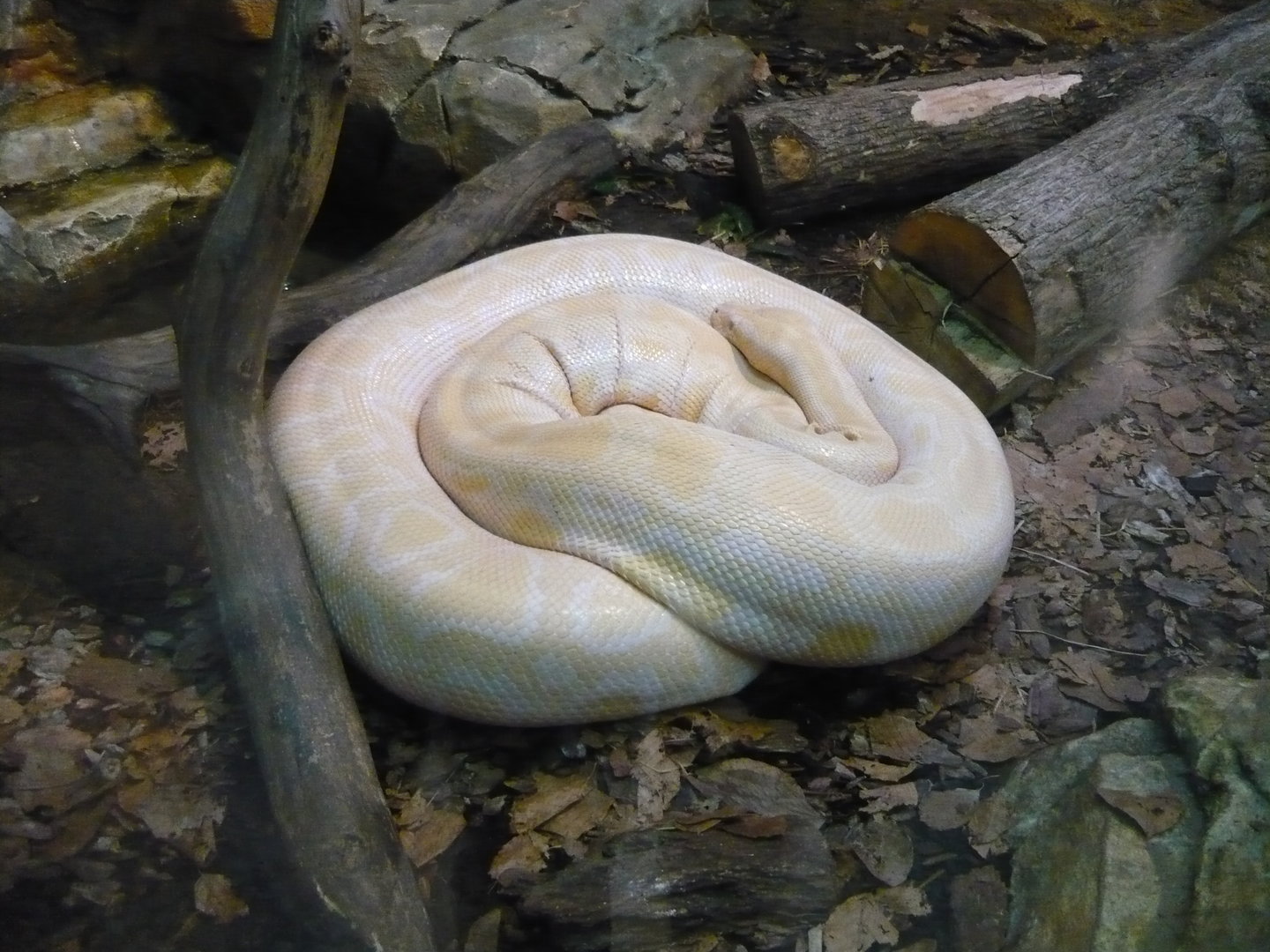 Albino Burmese python (Python bivittatus)