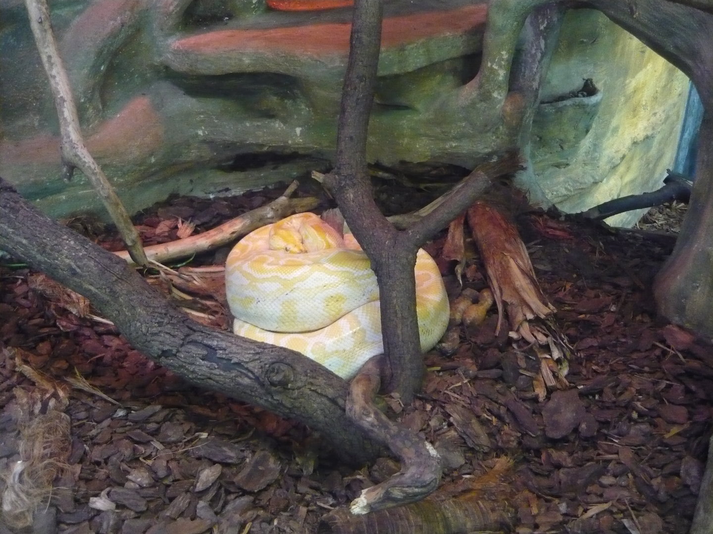 Albino burmese python (Python bivittatus)