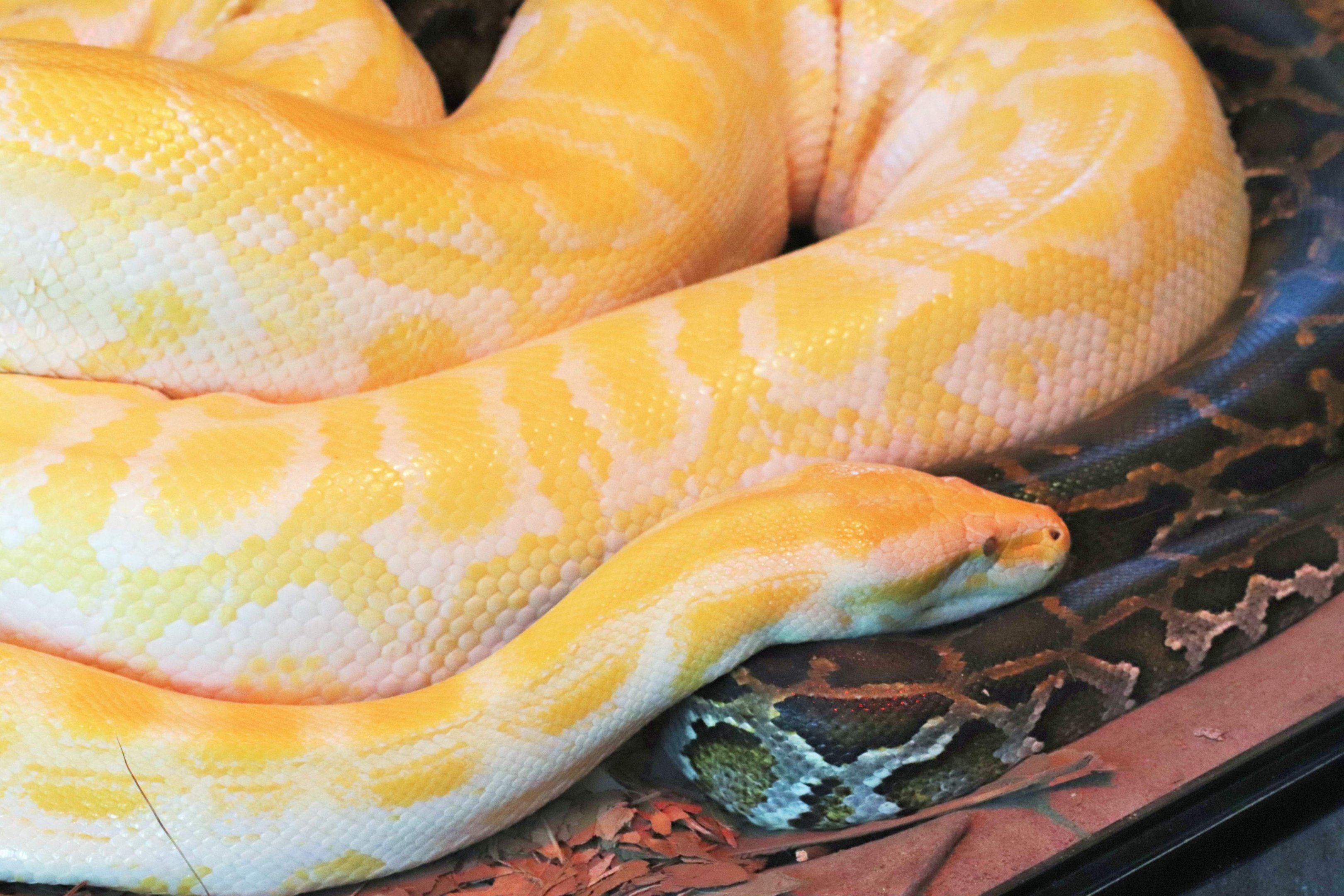 Albino Burmese Python (Python molurus bivittatus)