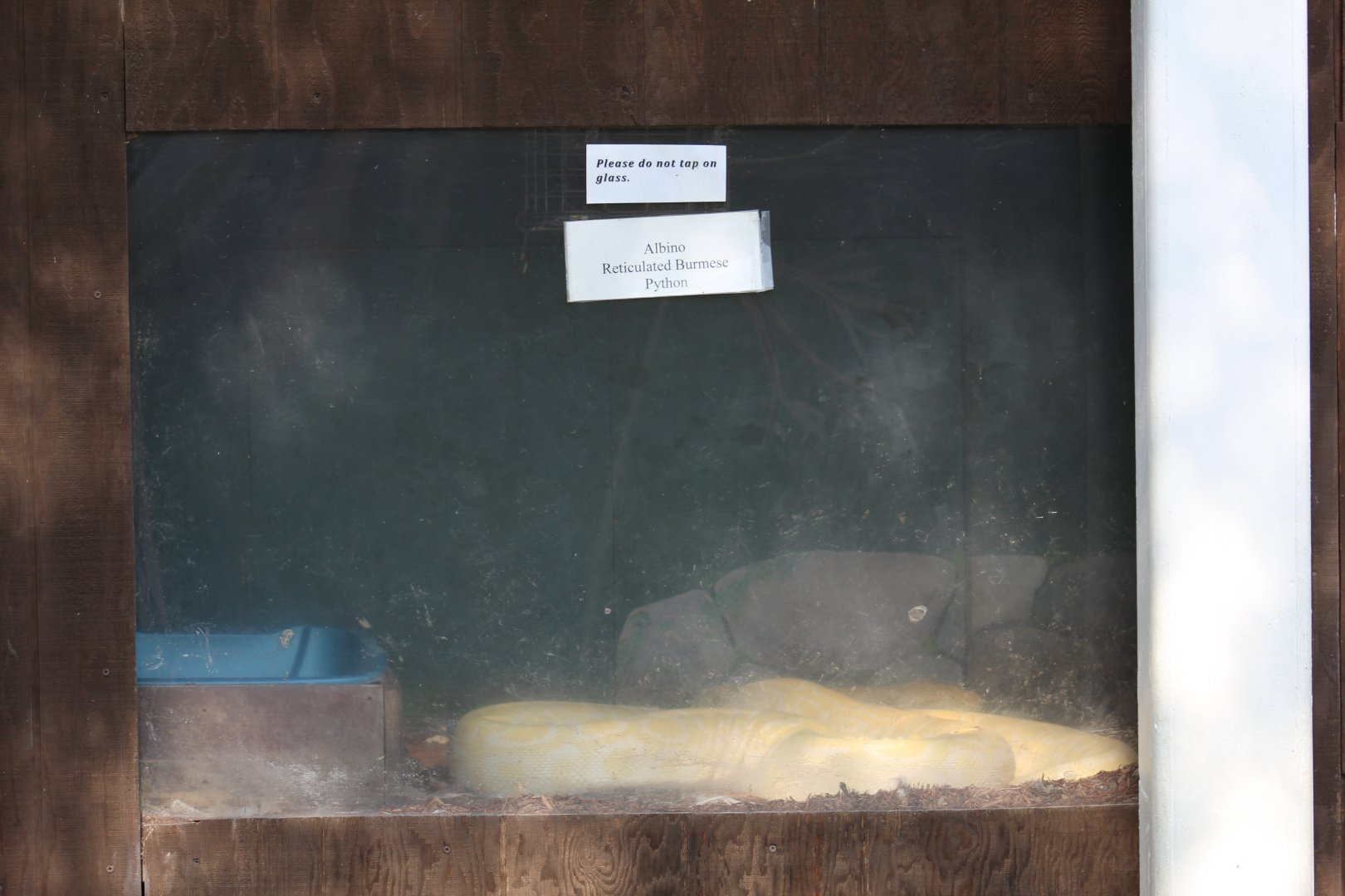 Albino Burmese Python Terrarium