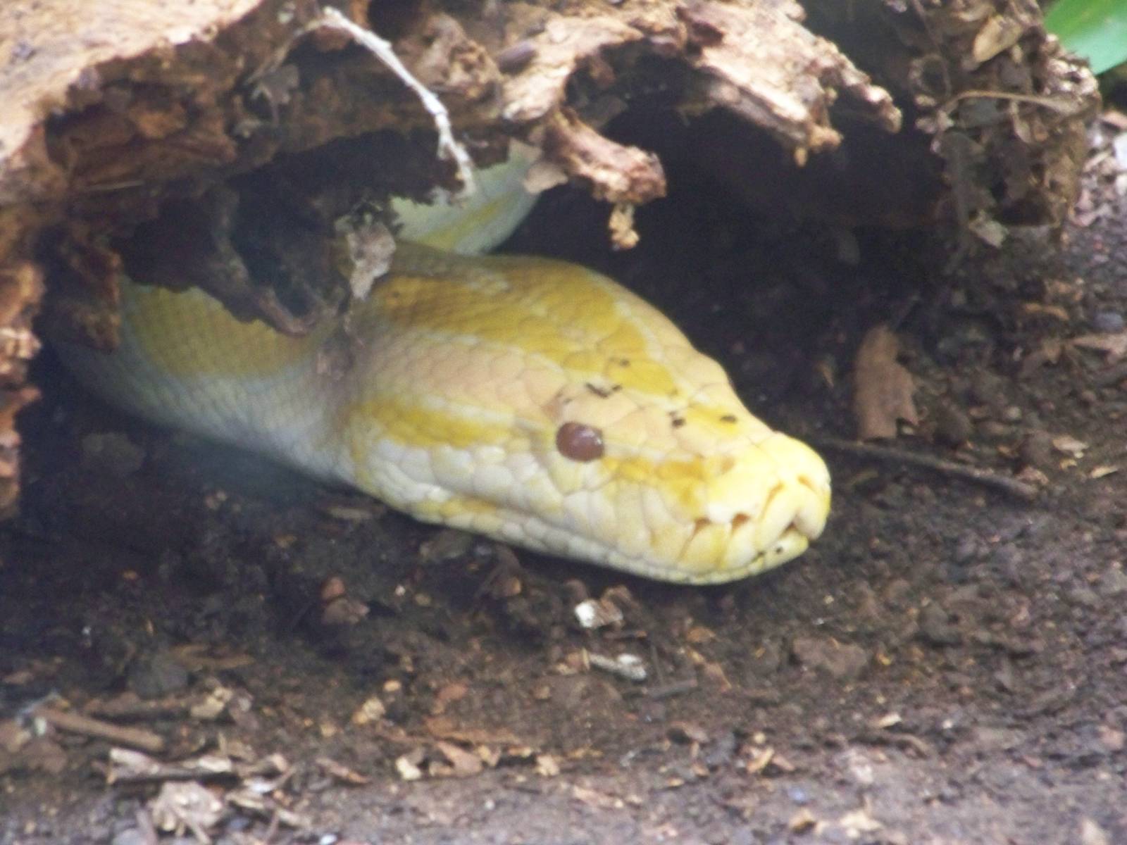 Albino Burmese Python
