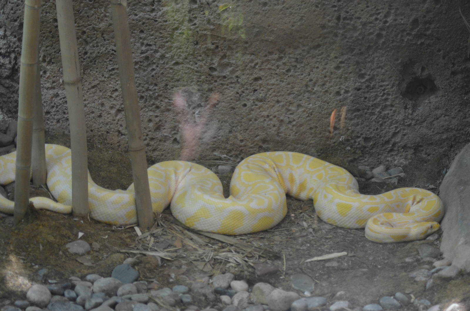 Albino Burmese Python