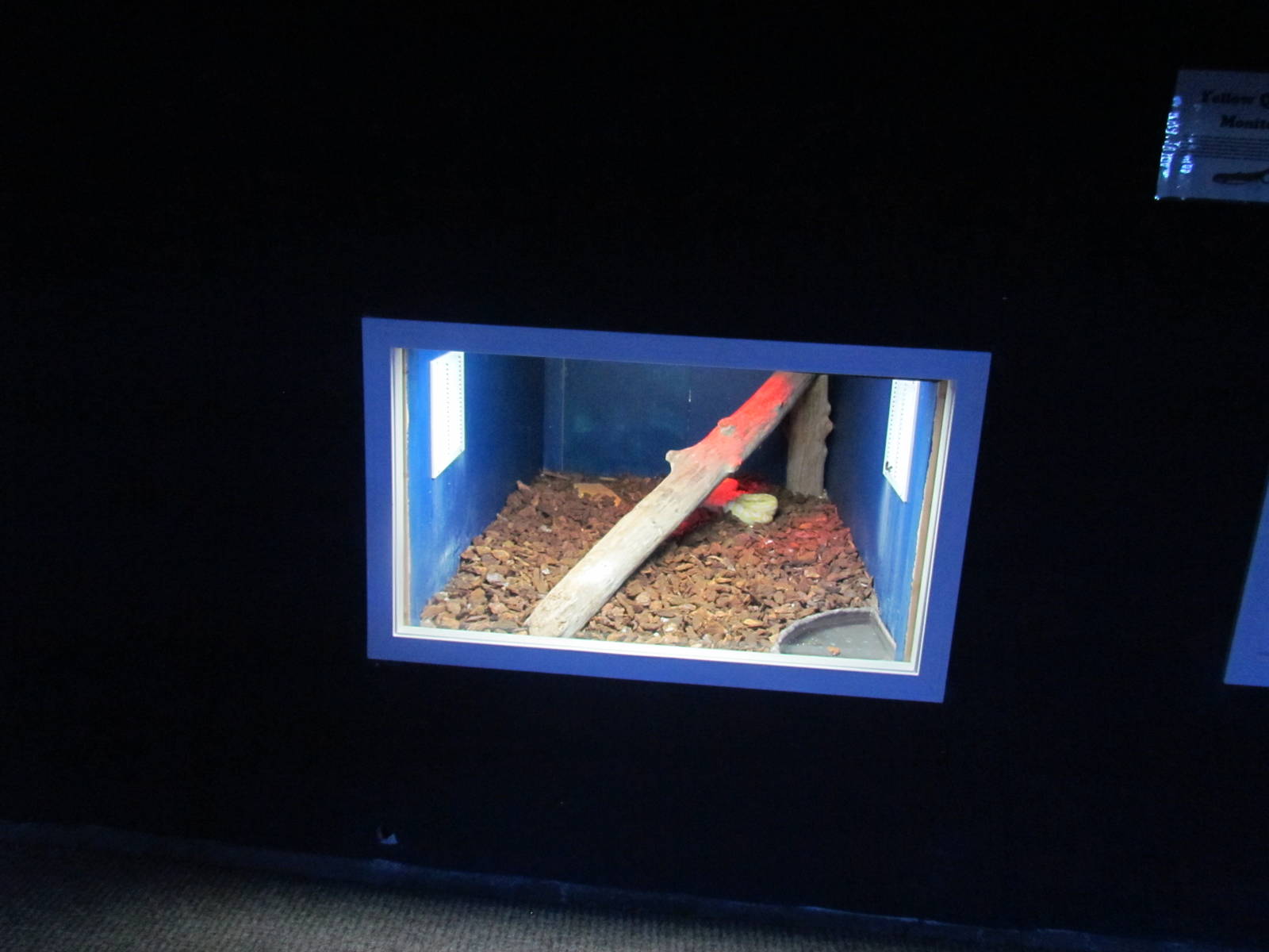 Albino Burmese Python