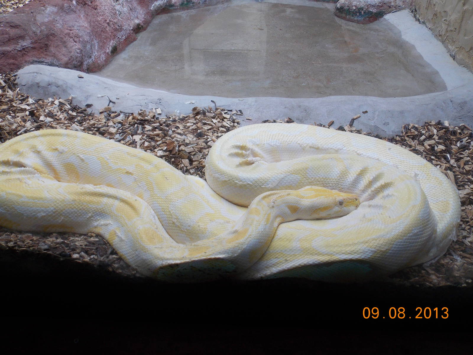 Albino Burmese Python