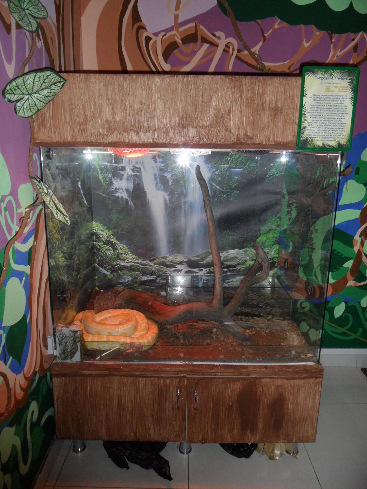 Albino burmese python