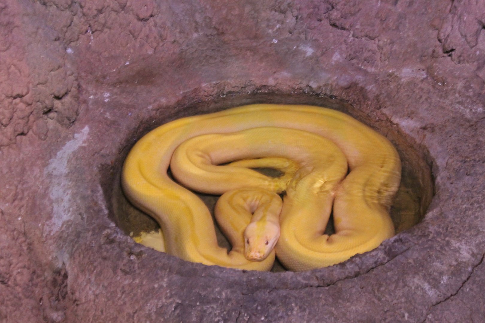 Albino Burmese python