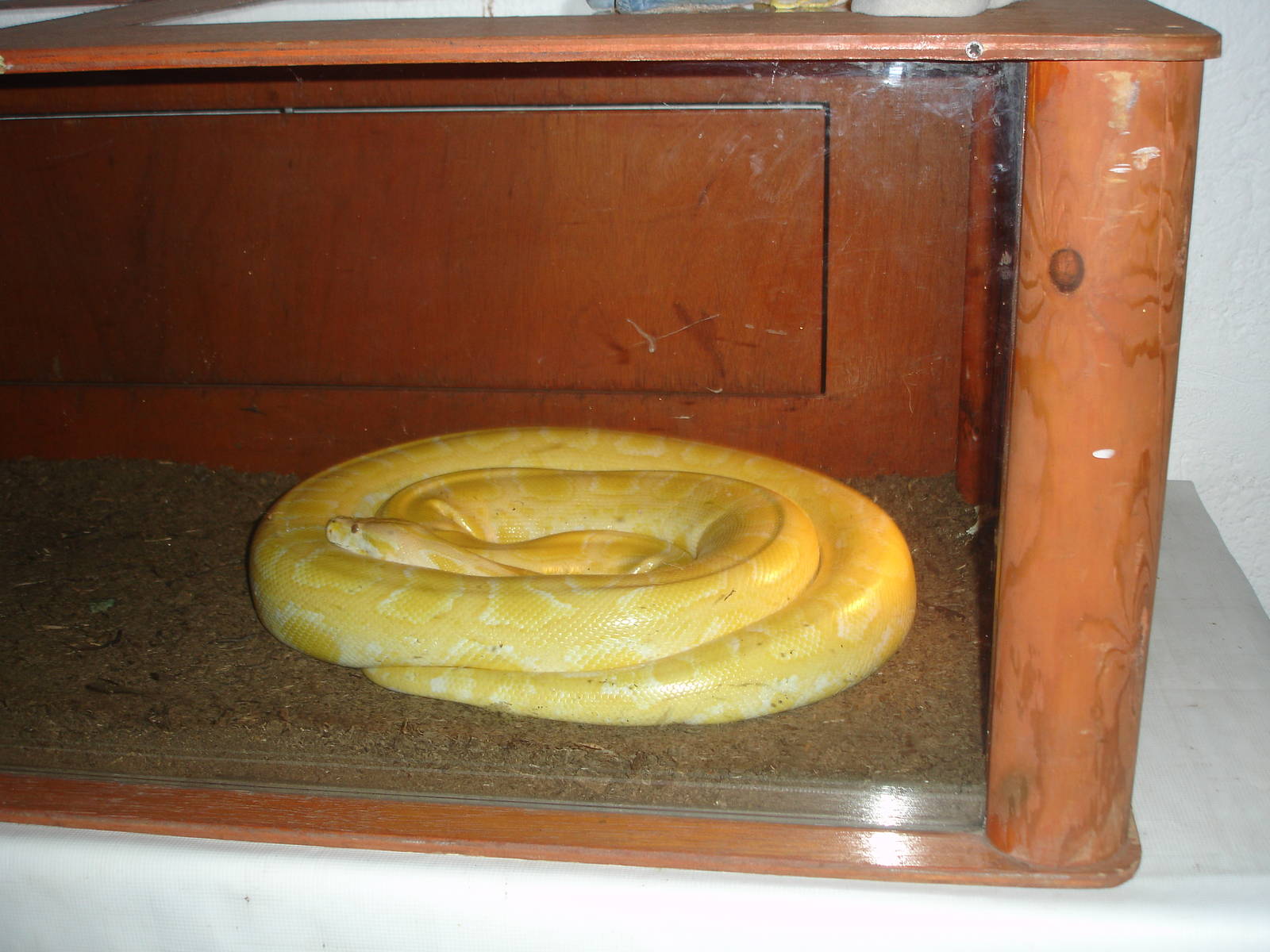 Albino Burmese Python