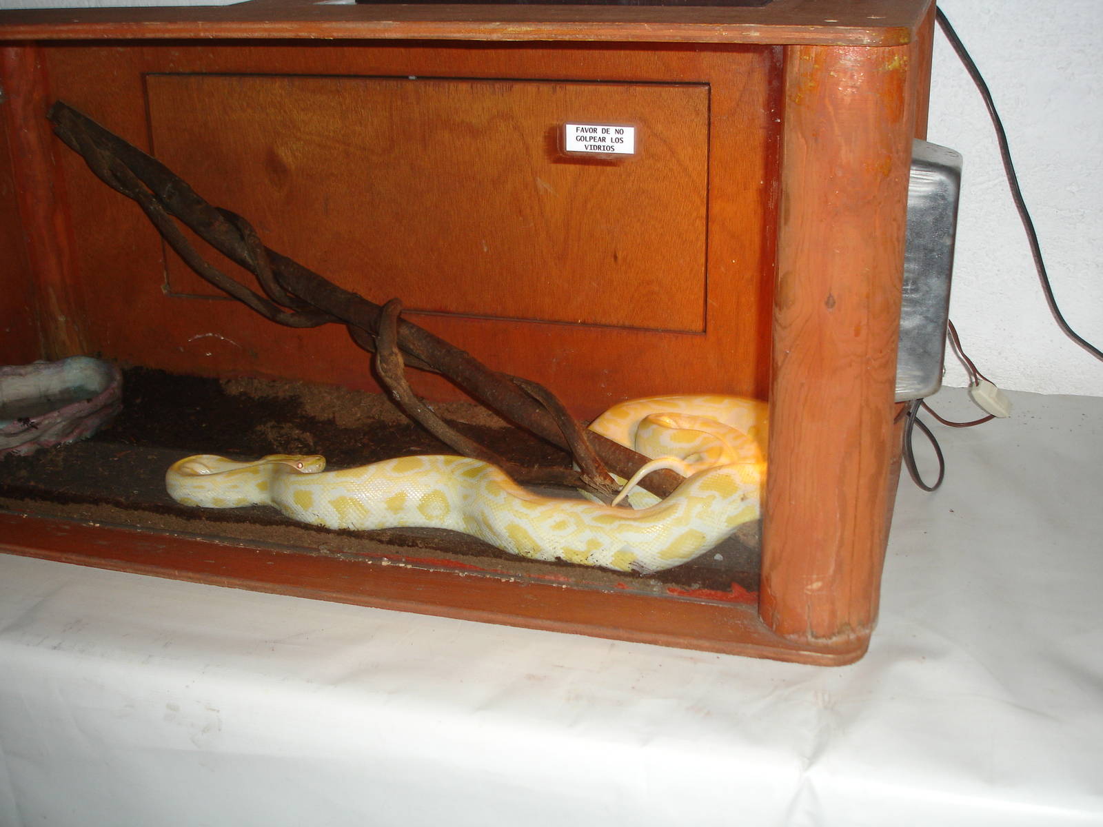 Albino Burmese Python