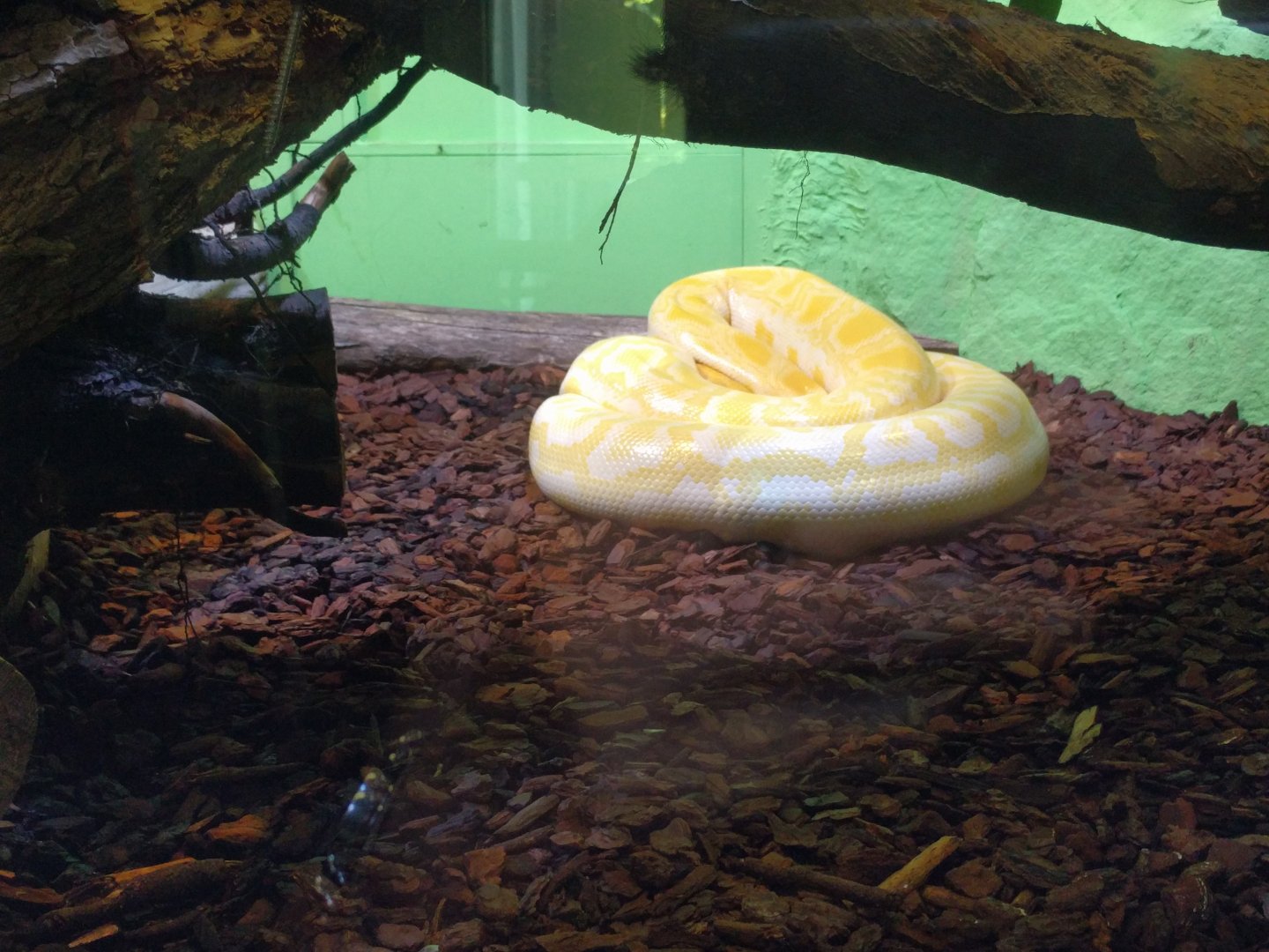 Albino burmese Python