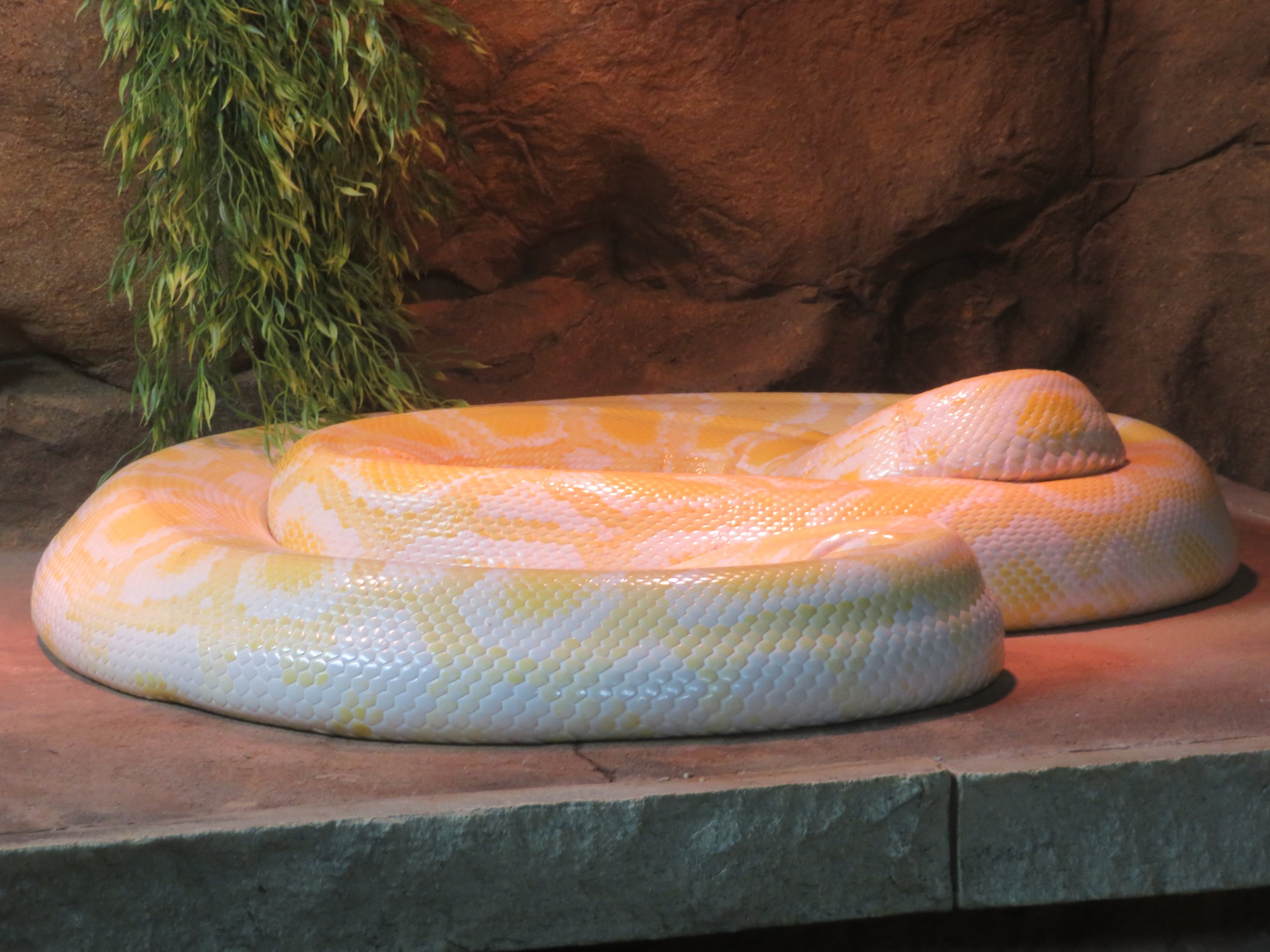 Albino Burmese Python
