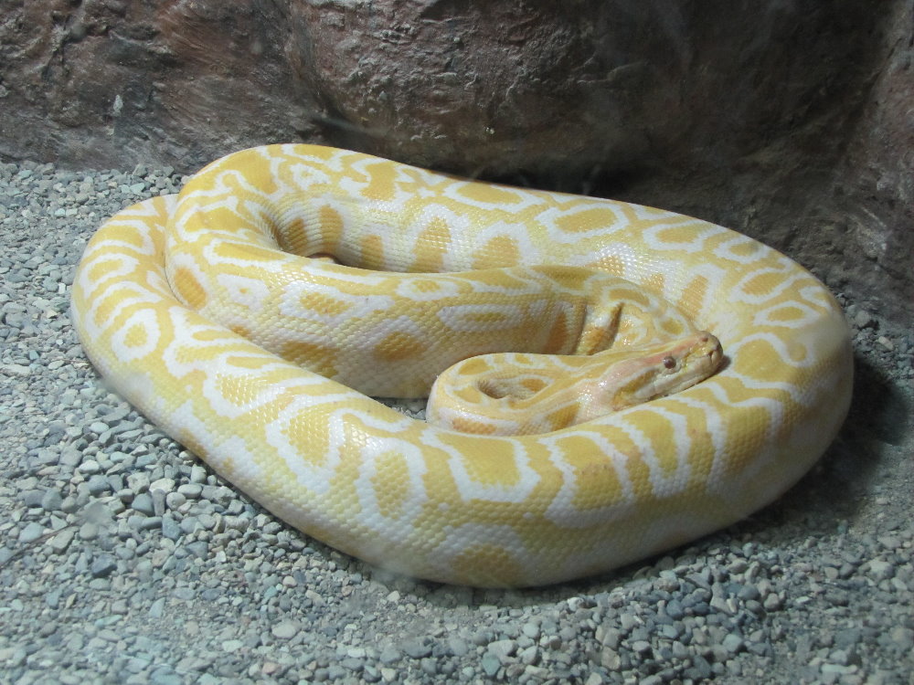 Albino Burmese Python2