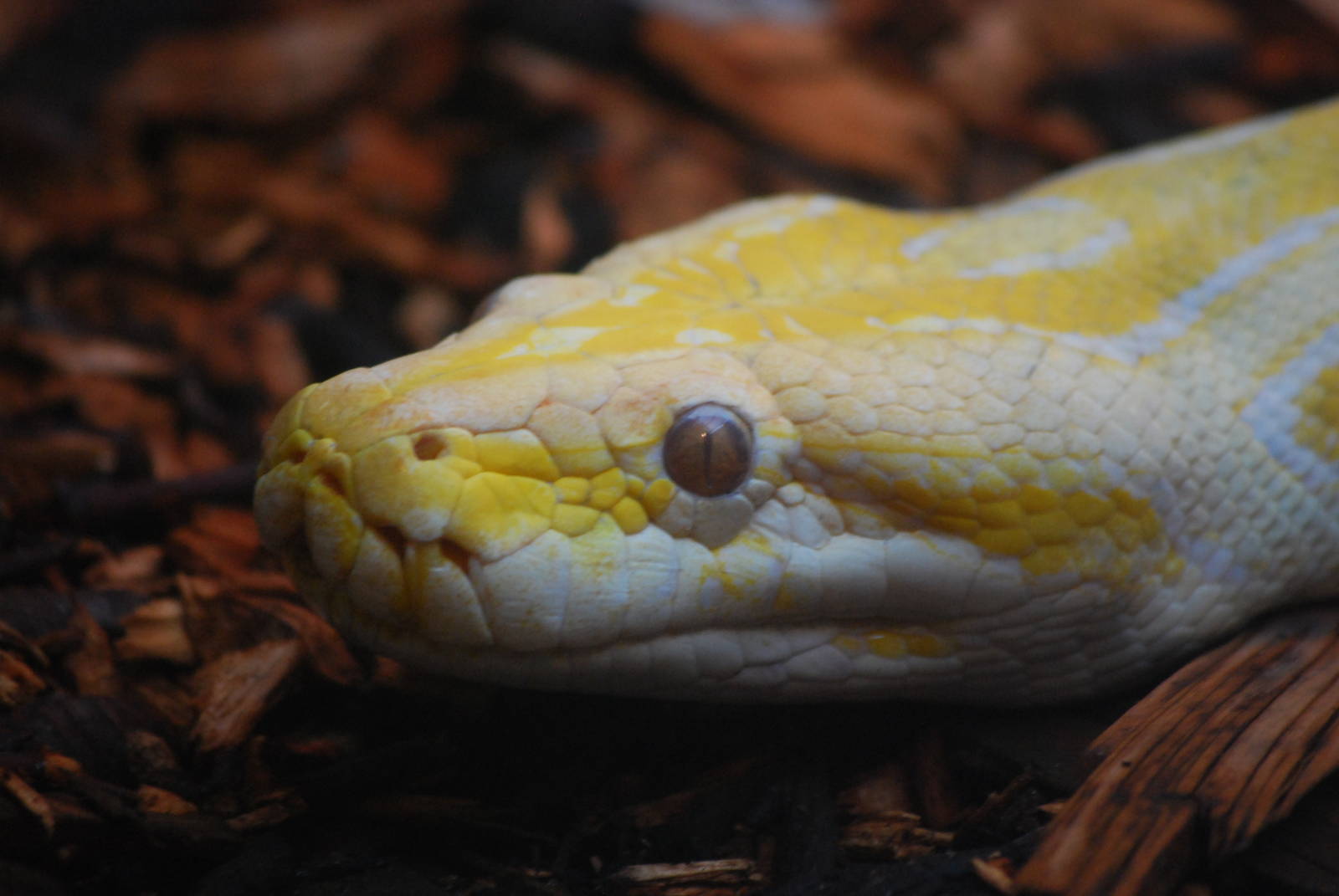 Albino Burmese Rock Python