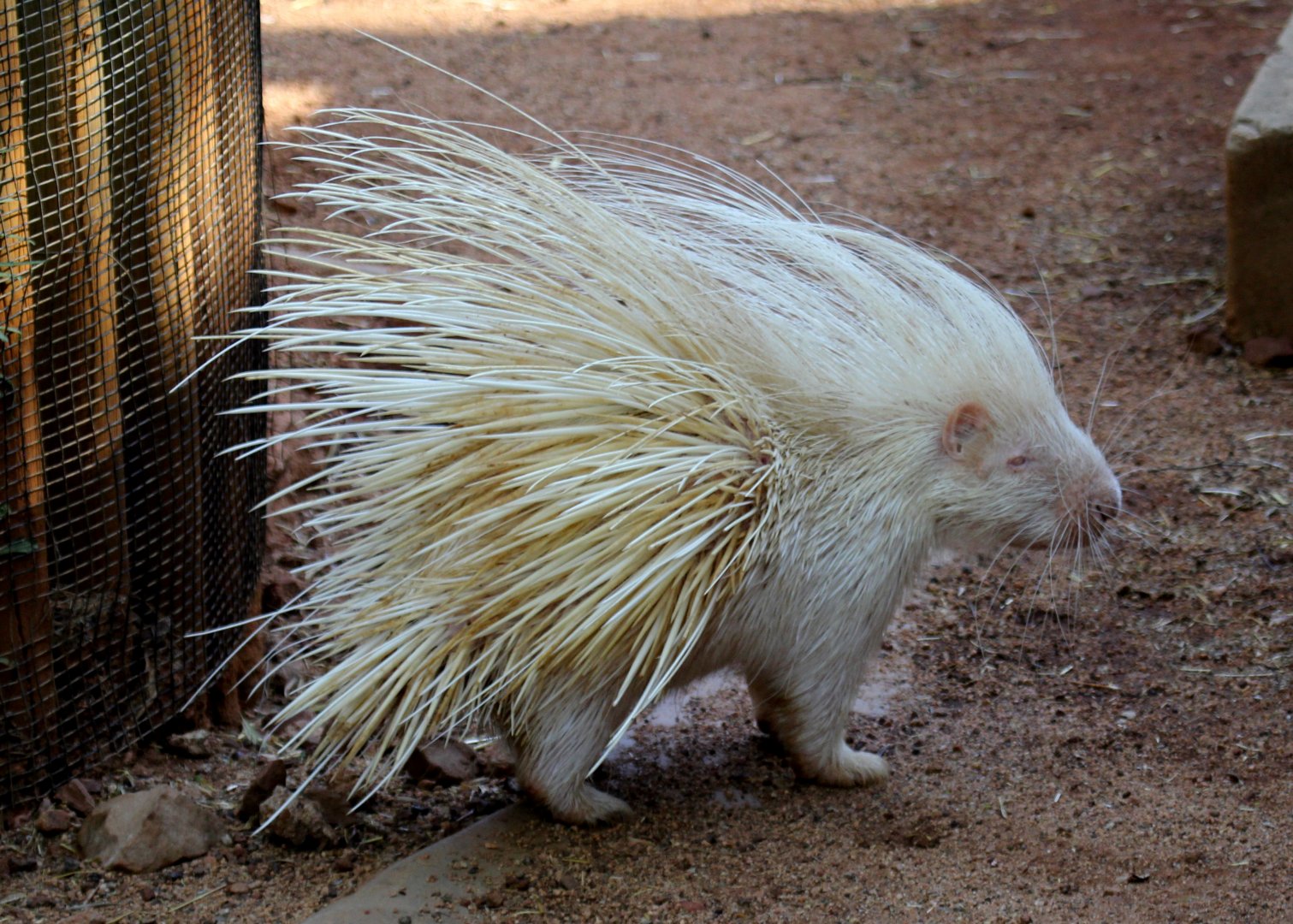 albino Cape porcupine (Hystrix africaeaustralis)