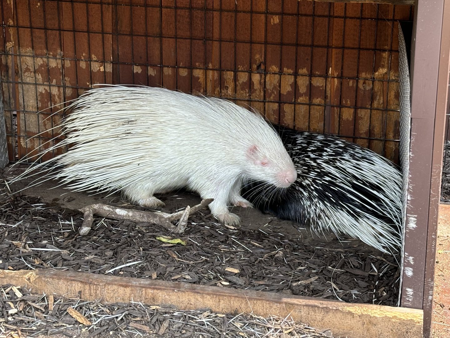 Albino Cape Porcupine