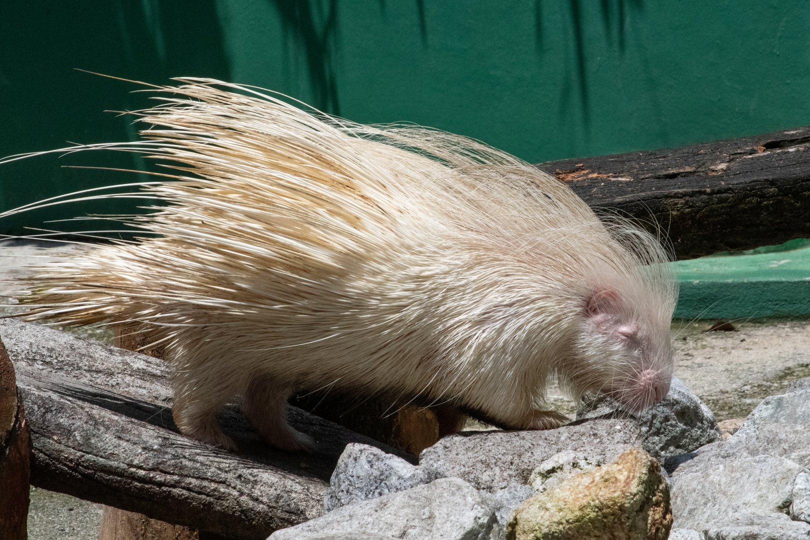 Albino Cape Porcupine
