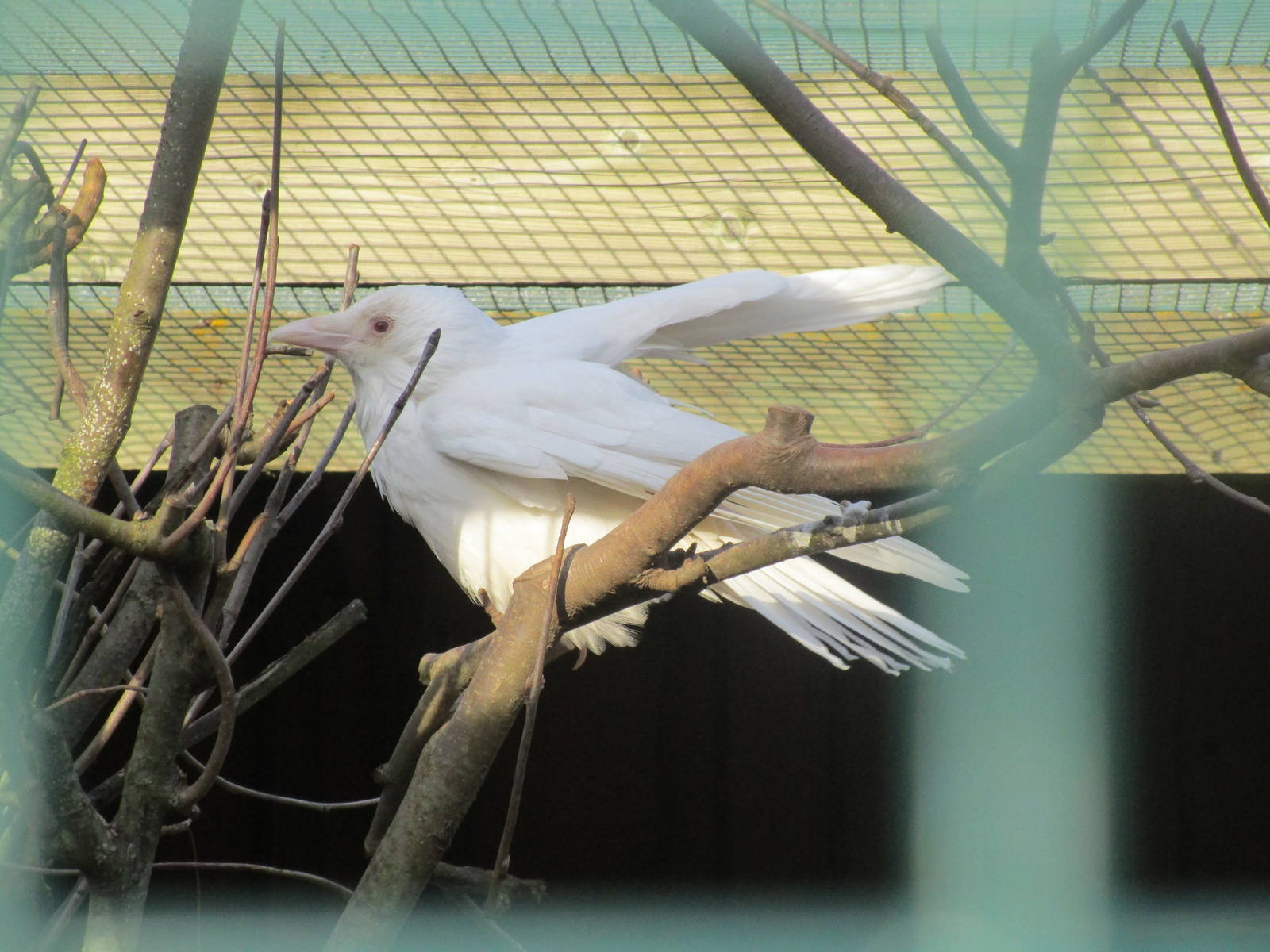 Albino Carrion Crow - 25/03/15
