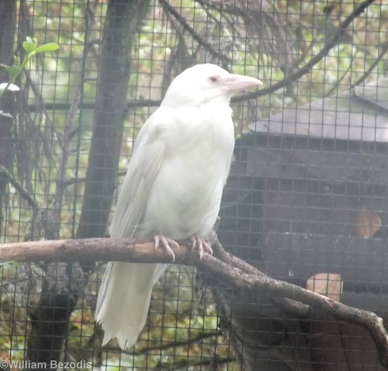 Albino Carrion Crow