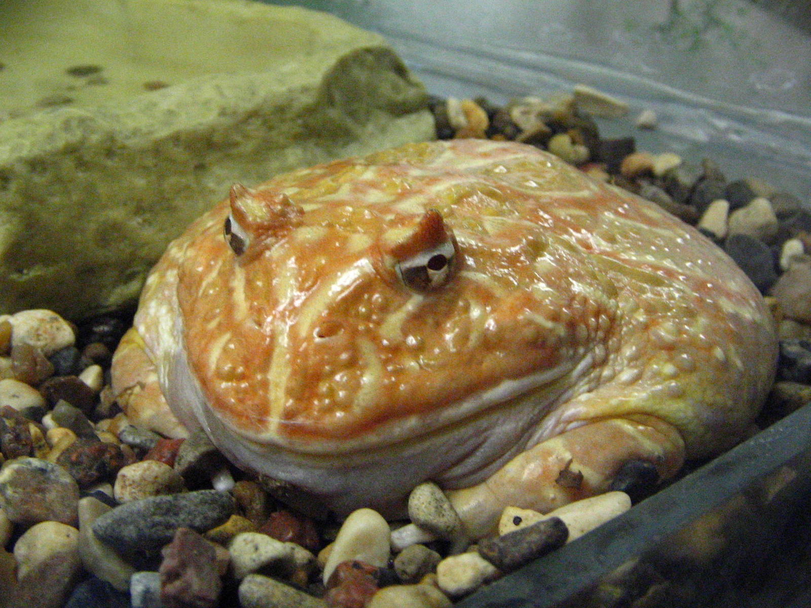 Albino Chacoan horned frog (Ceratophrys cranwelli)