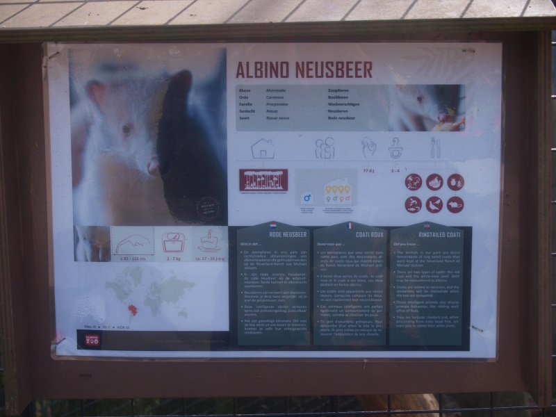 Albino coati sign (April 19th, 2015)