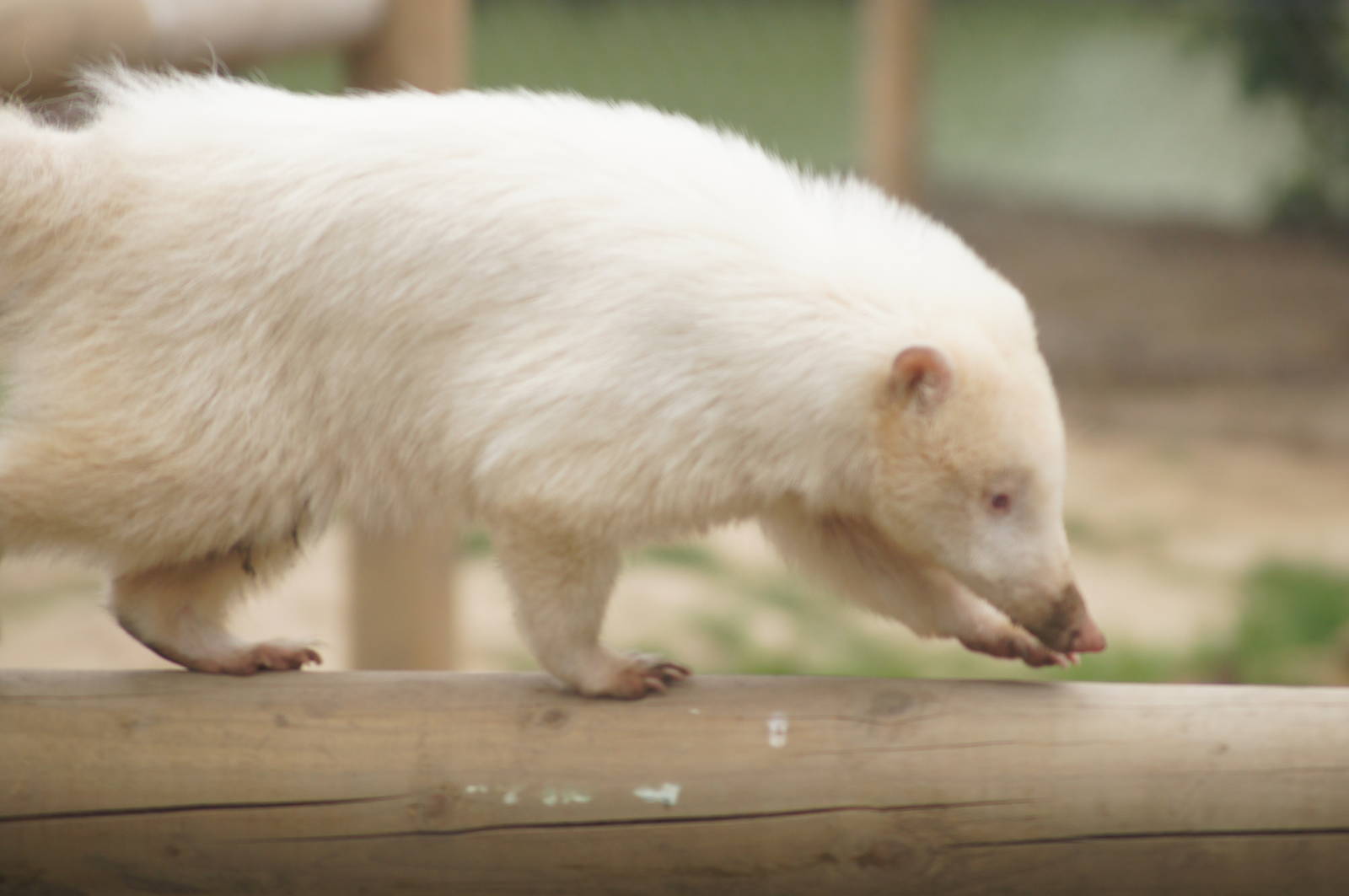 Albino coati