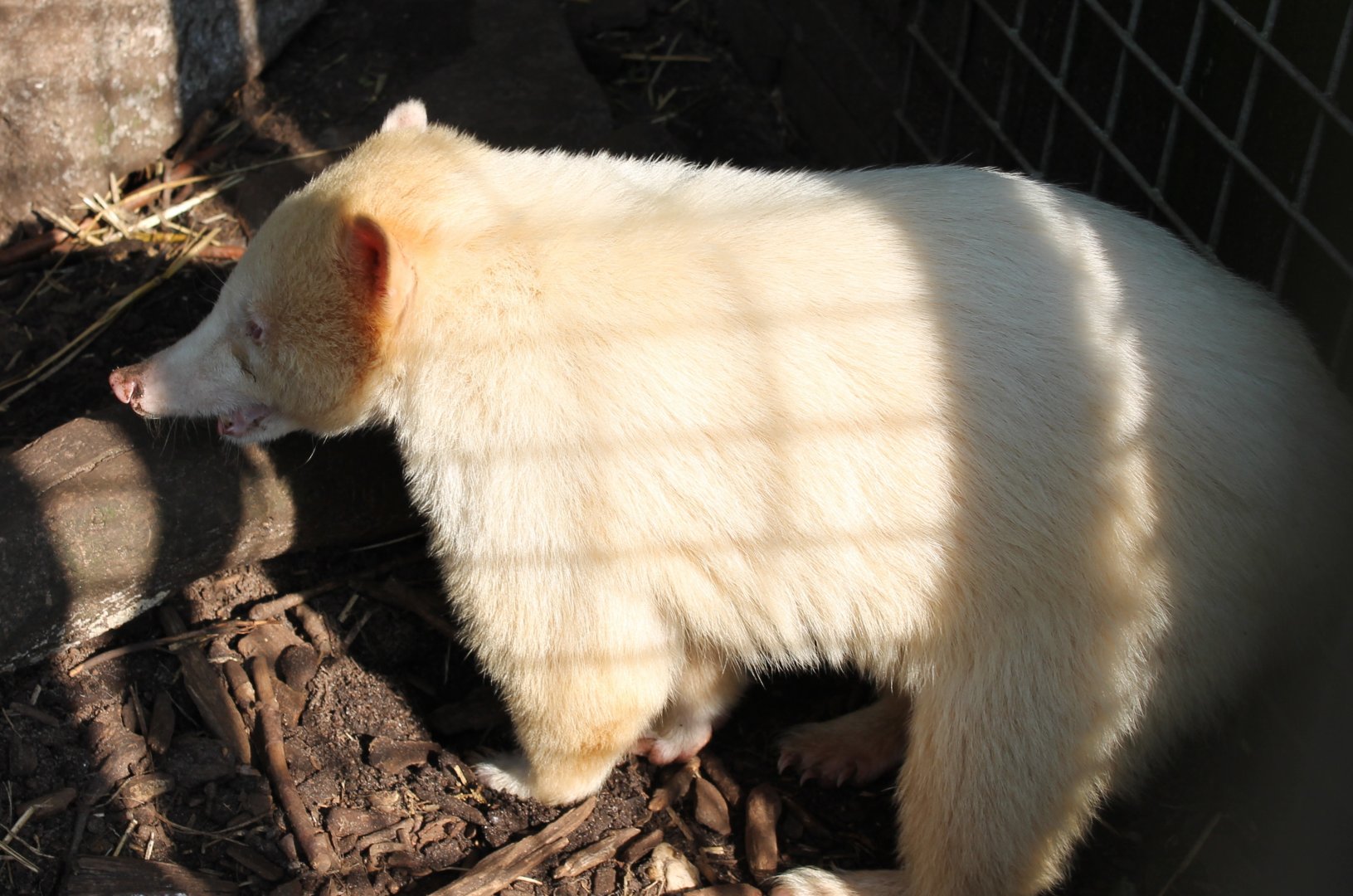 Albino Coati