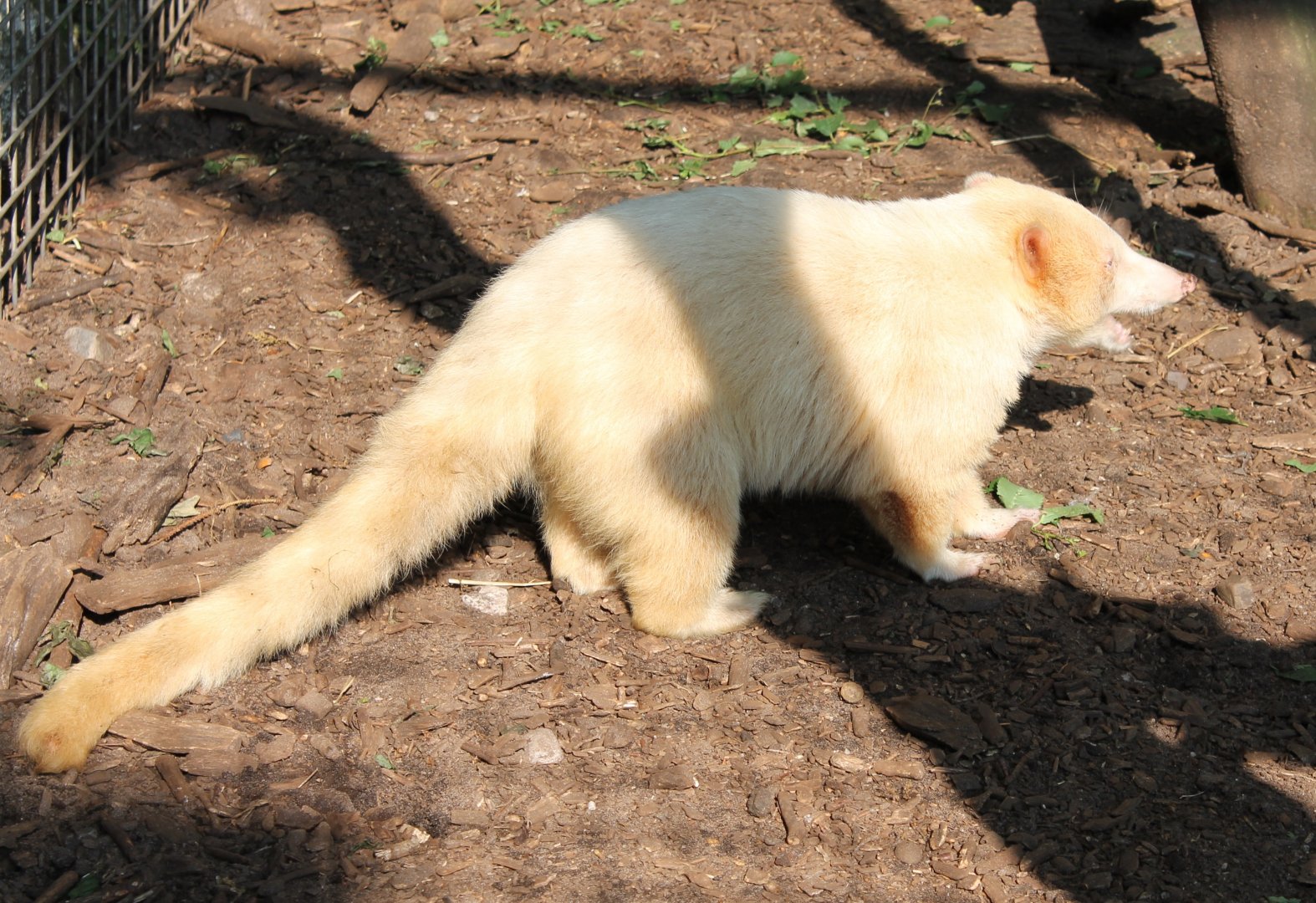Albino Coati