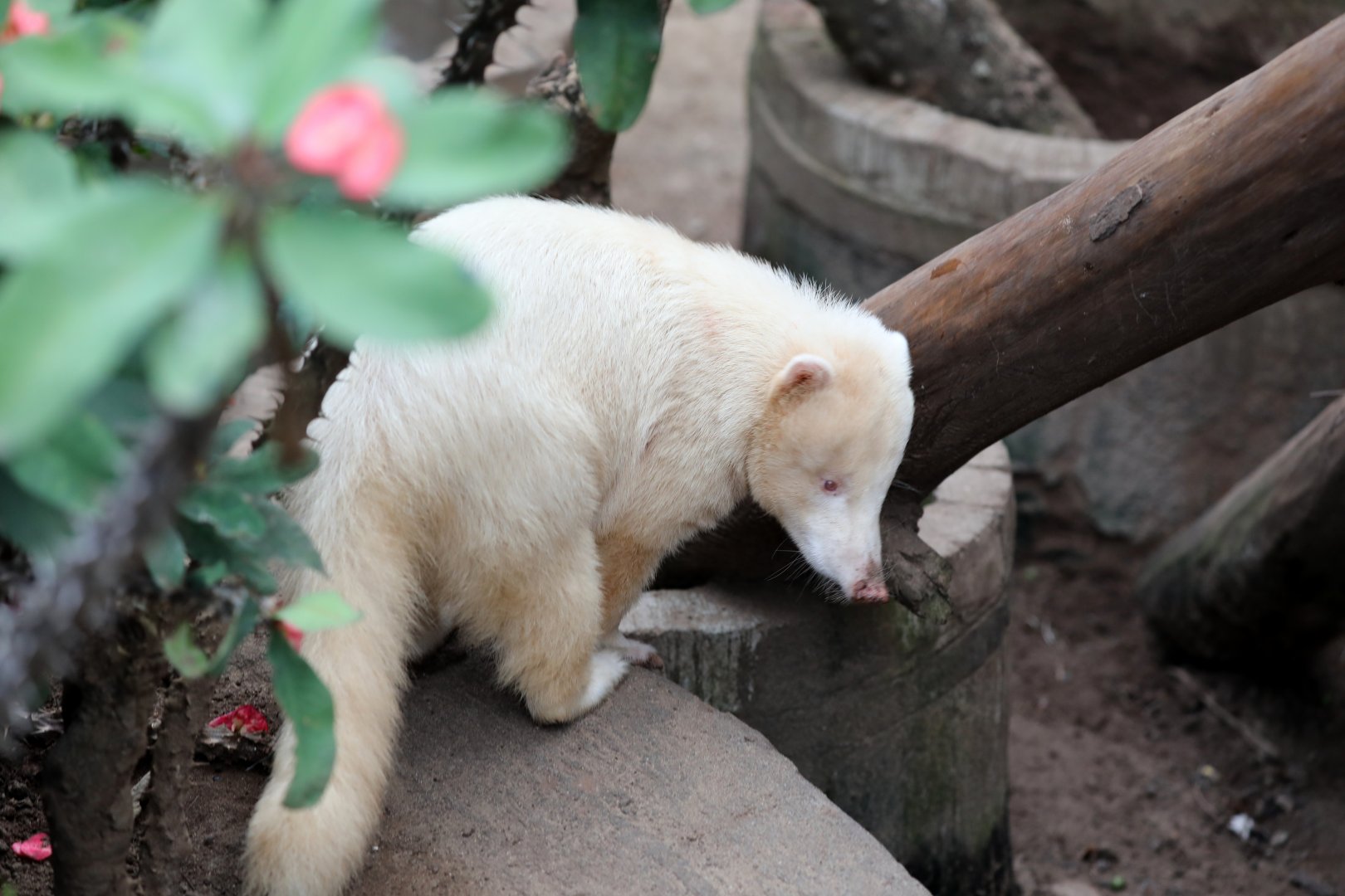 albino coati