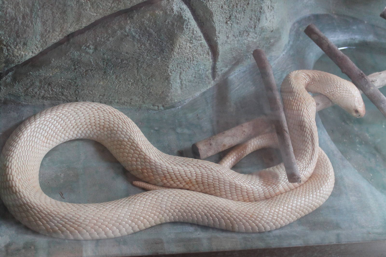 albino cobra