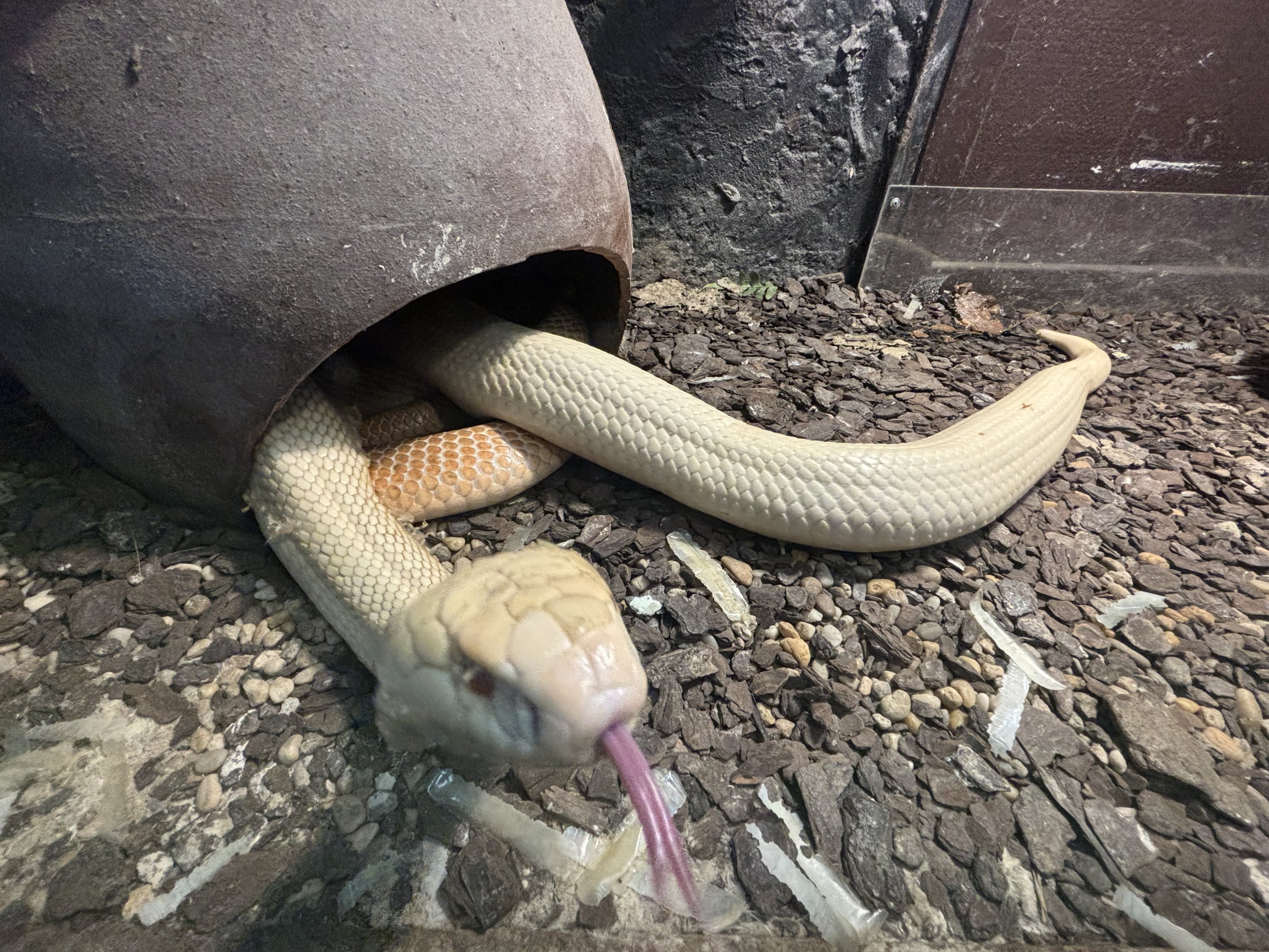 Albino Cobra
