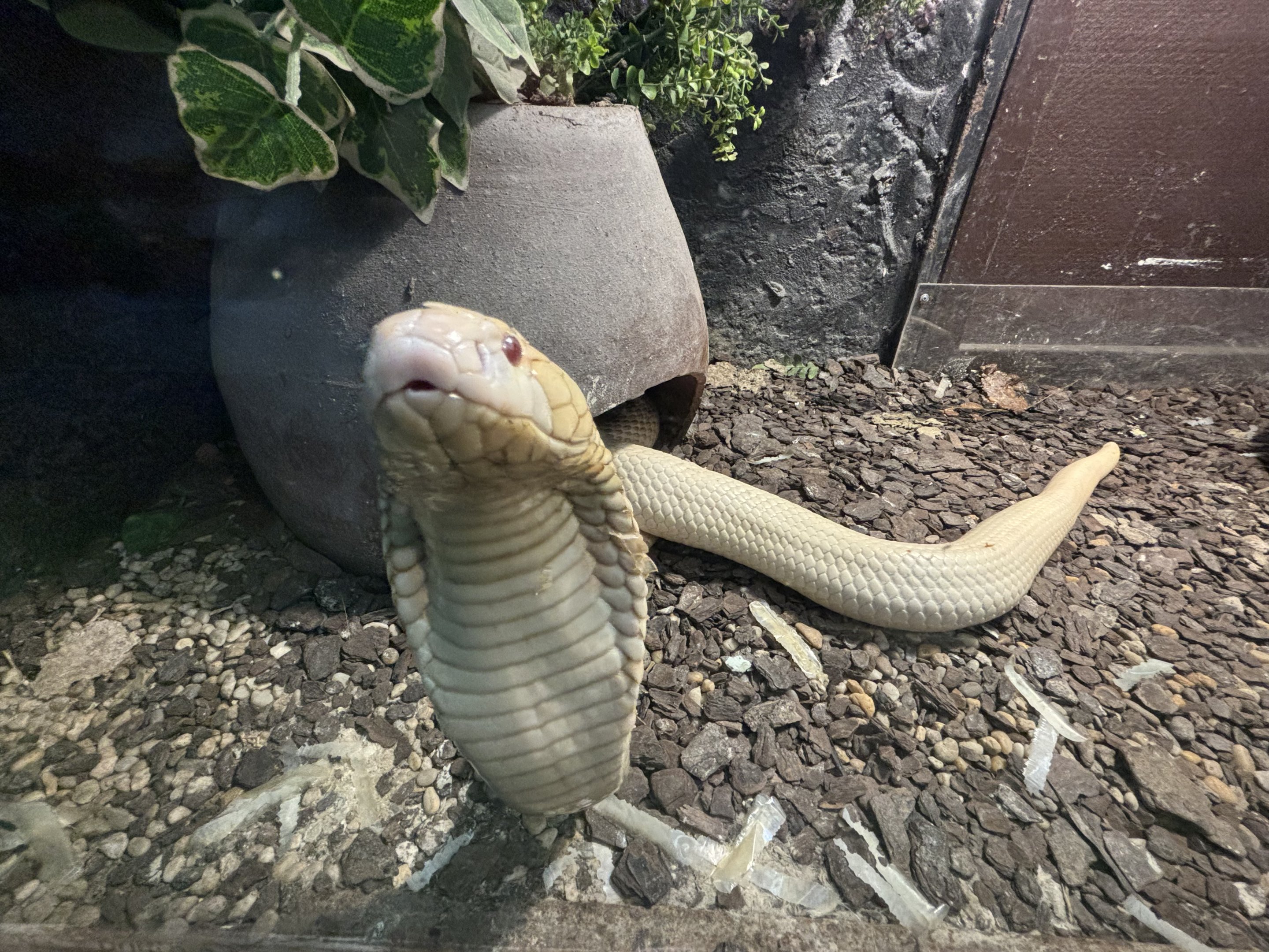 Albino Cobra