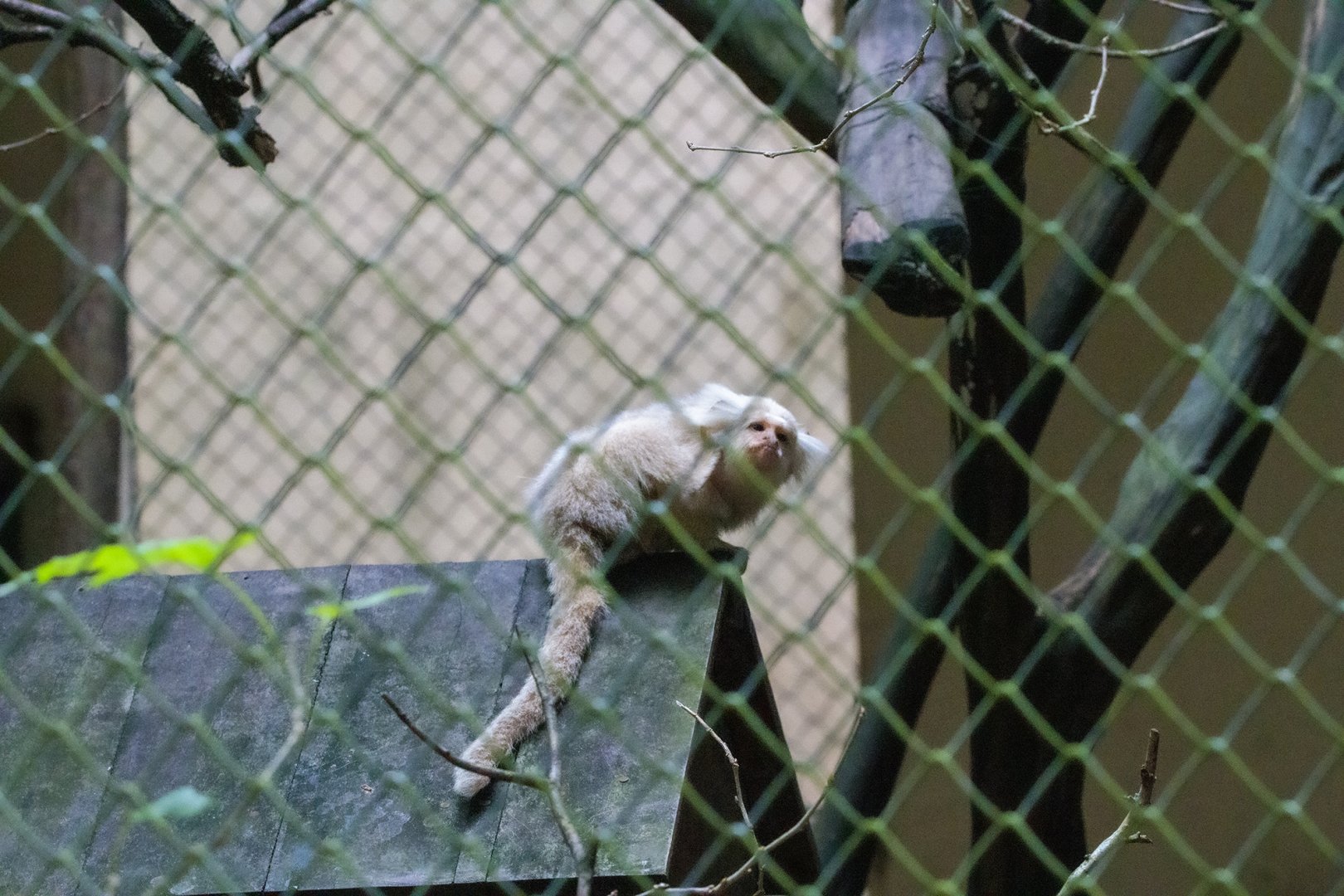 Albino Common Marmoset (Callithrix jacchus)