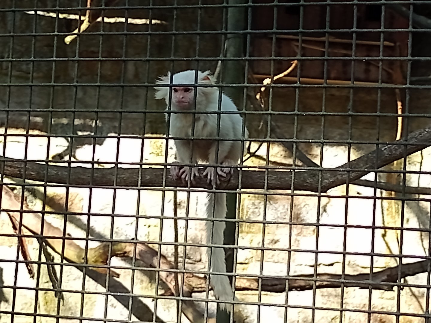 Albino Common marmoset