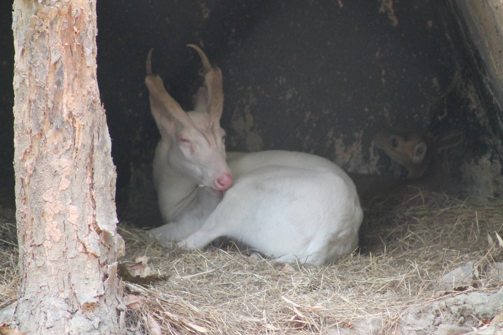 albino common muntjac (Muntiacus muntjak)