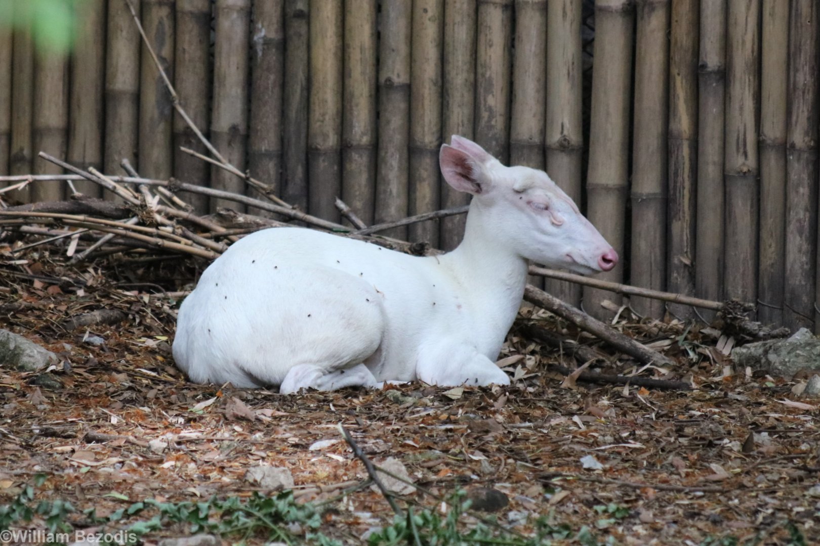 Albino Common Muntjac