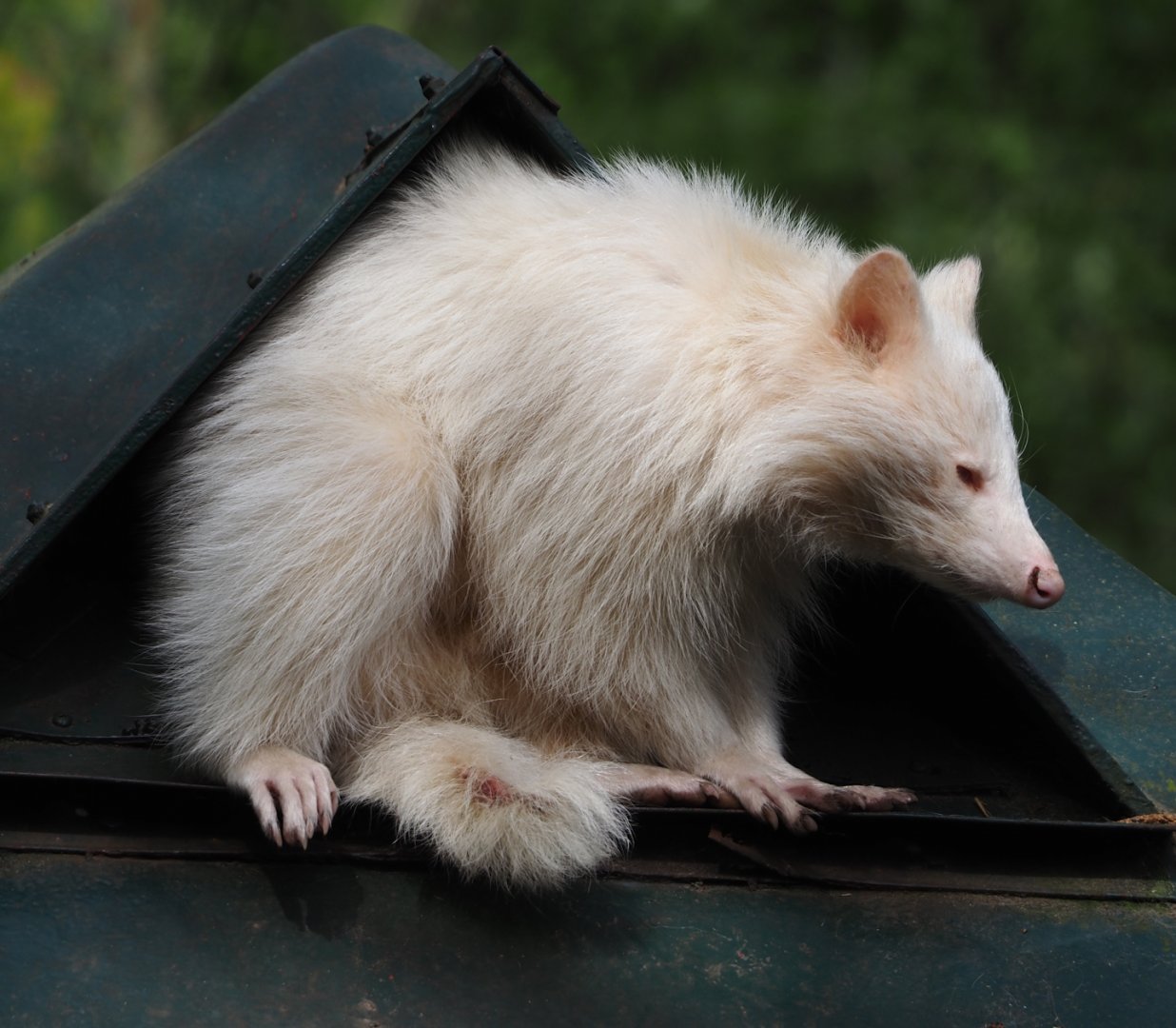 Albino Common raccoon (Procyon lotor), 2024-04-14