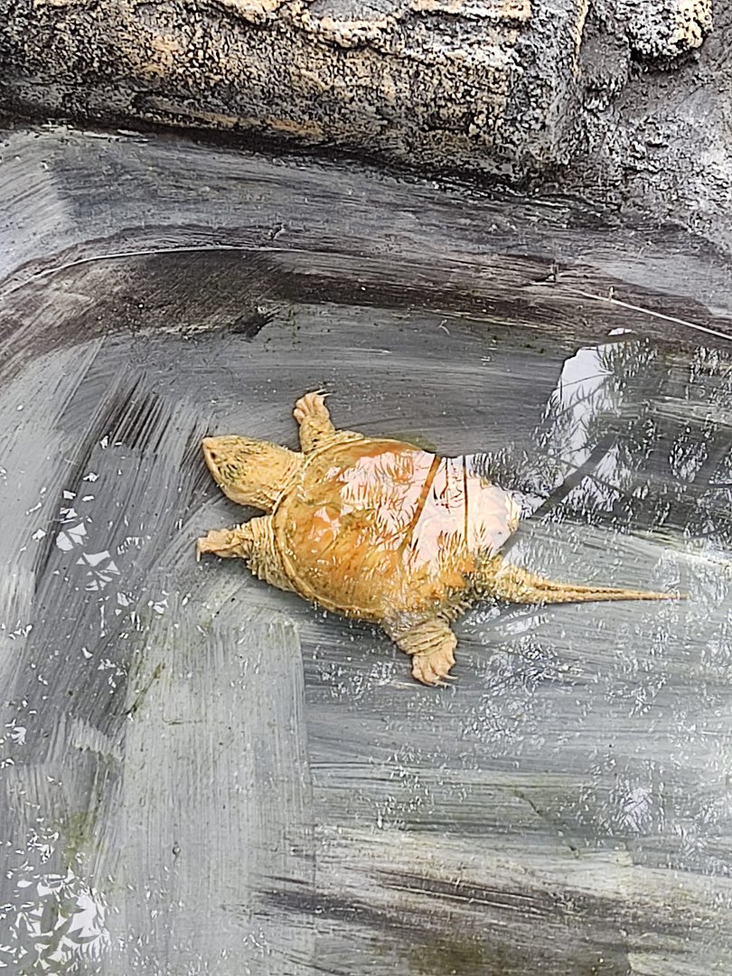Albino Common Snapping Turtle (Chelydra serpentina)