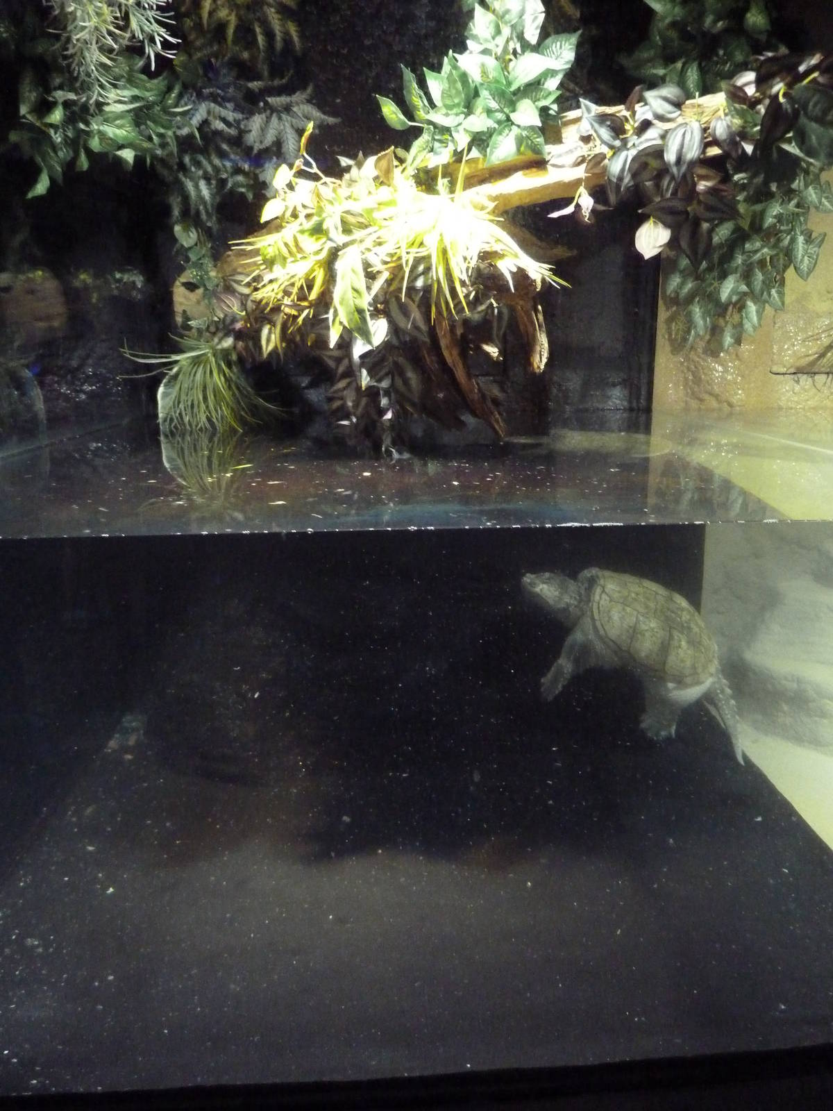 Albino Common Snapping Turtle Exhibit
