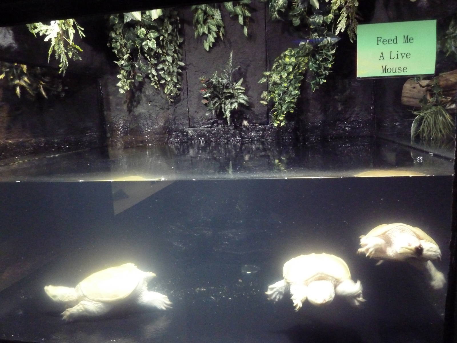 Albino Common Snapping Turtles