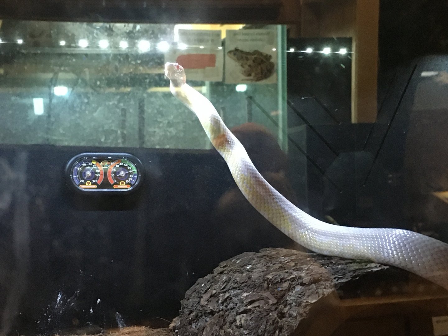 Albino Corn Snake