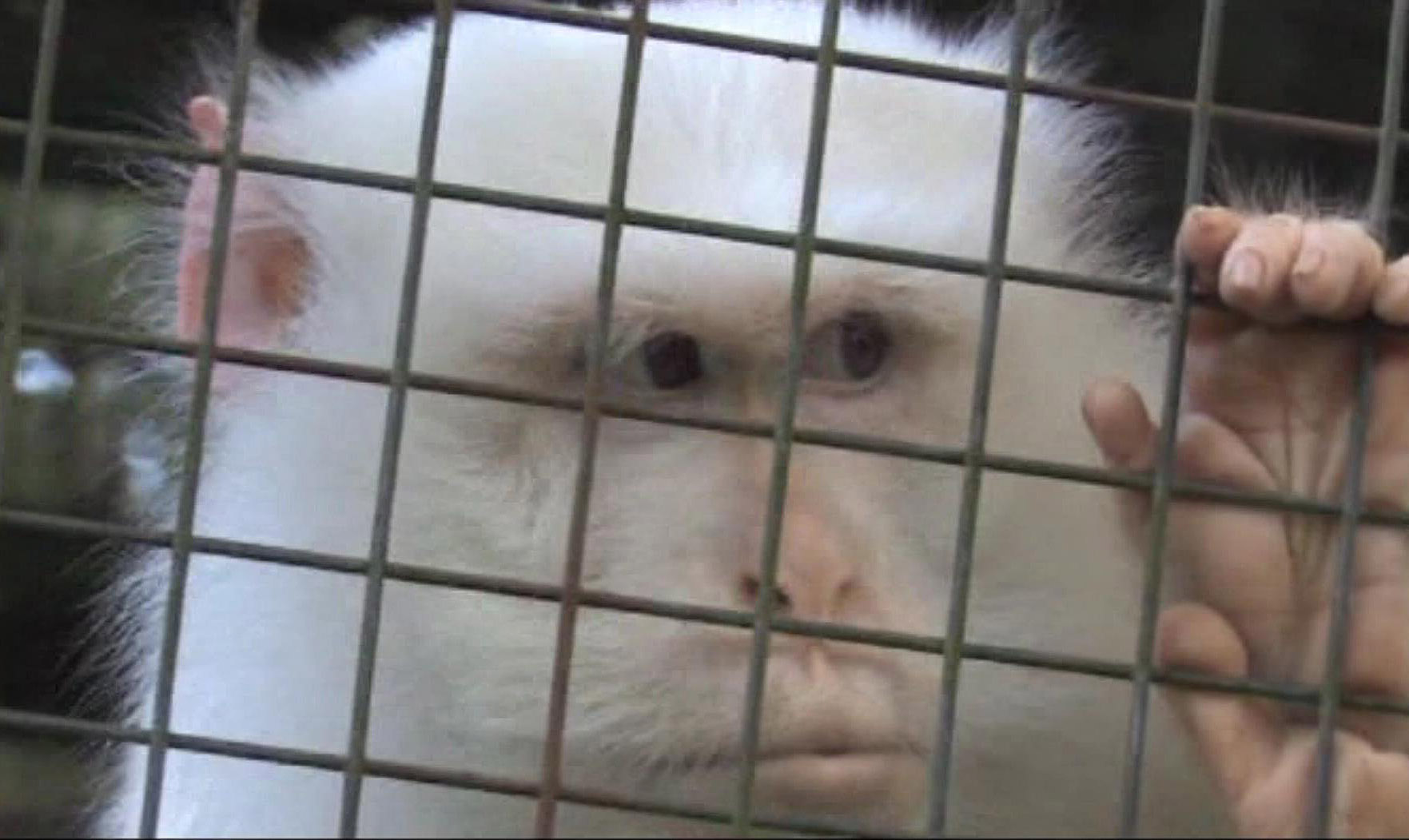 Albino crab-eating macaque 2