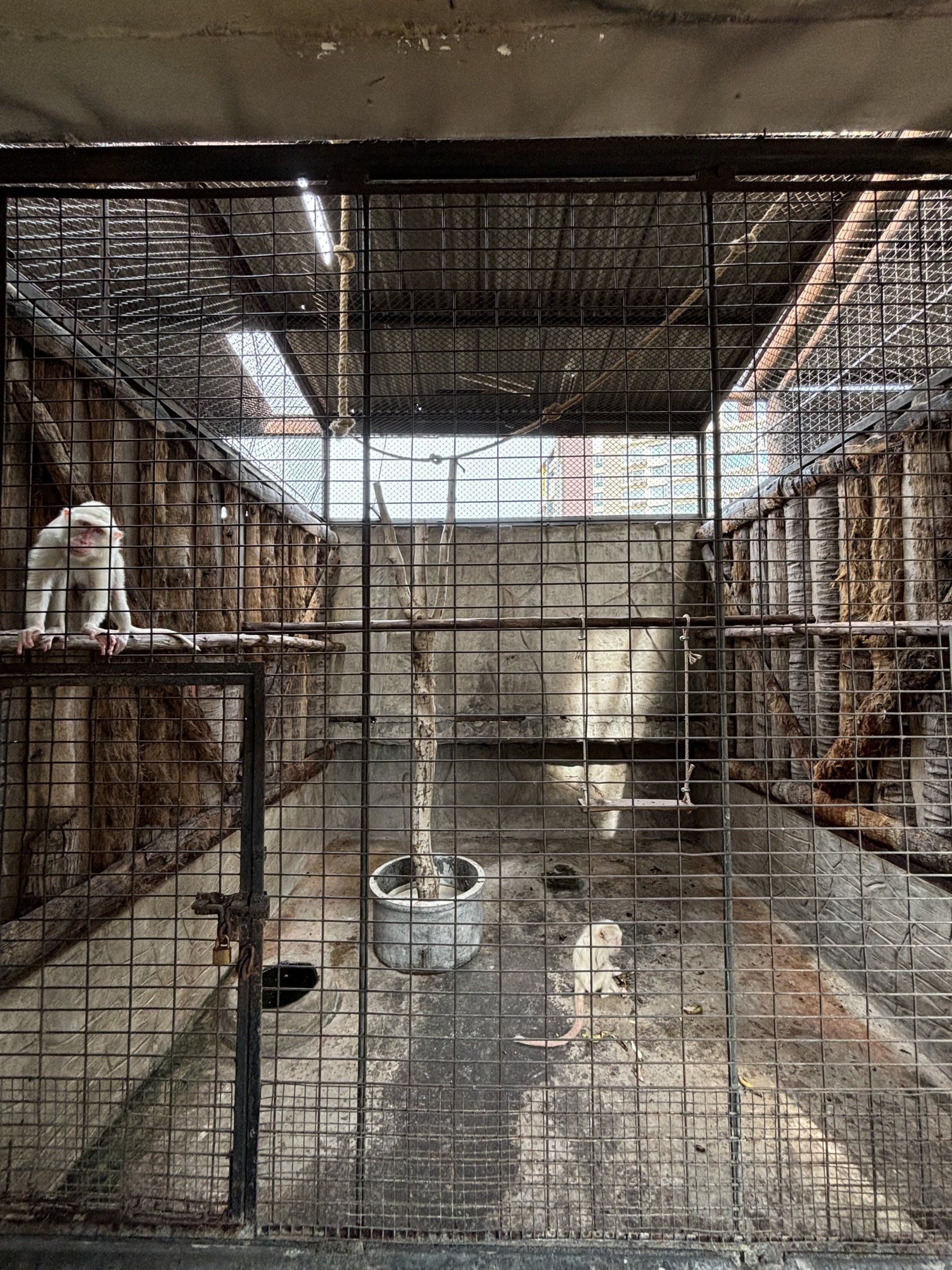 Albino Crab-eating Macaque Exhibit