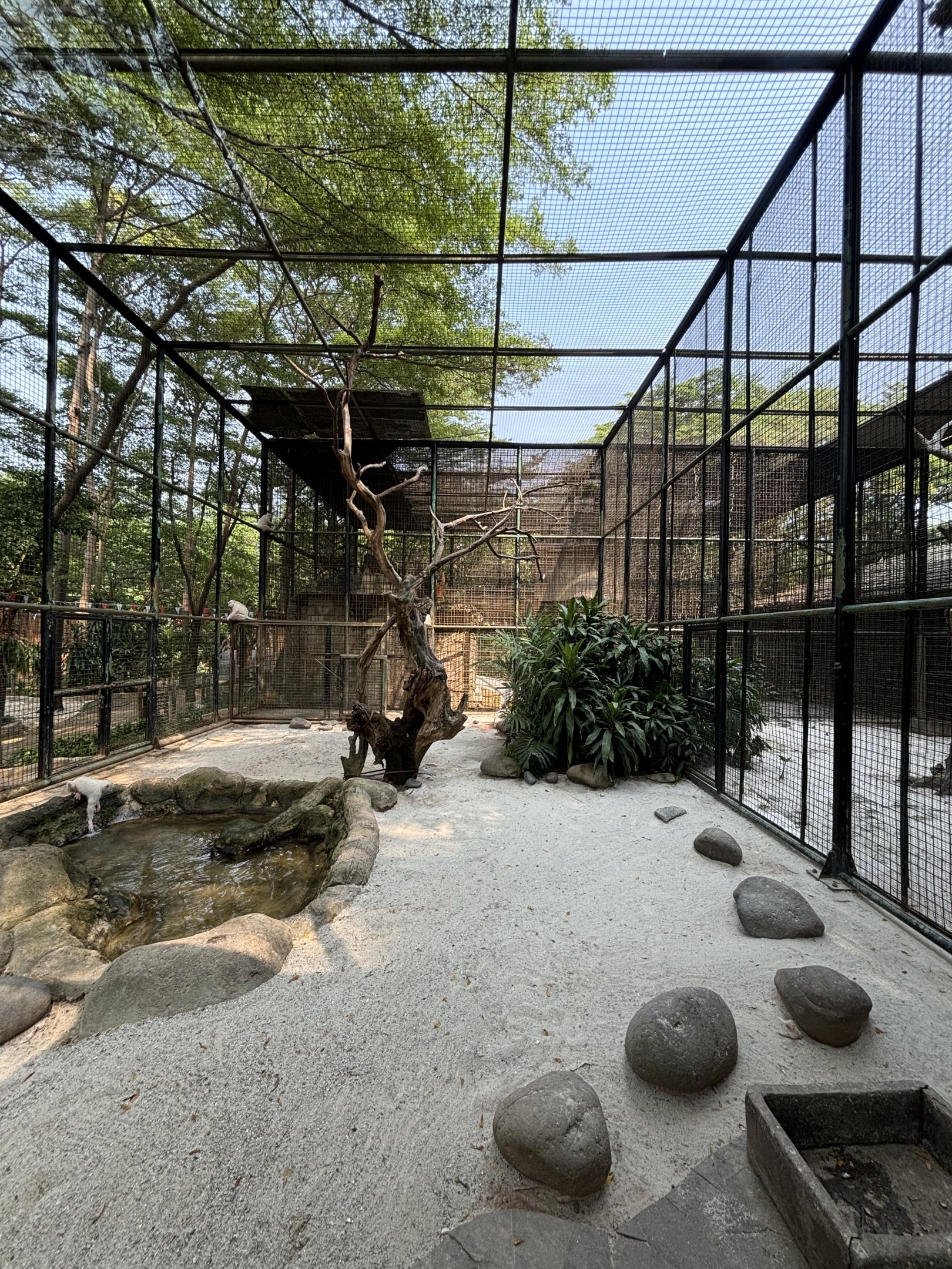 Albino Crab-eating Macaque Exhibit
