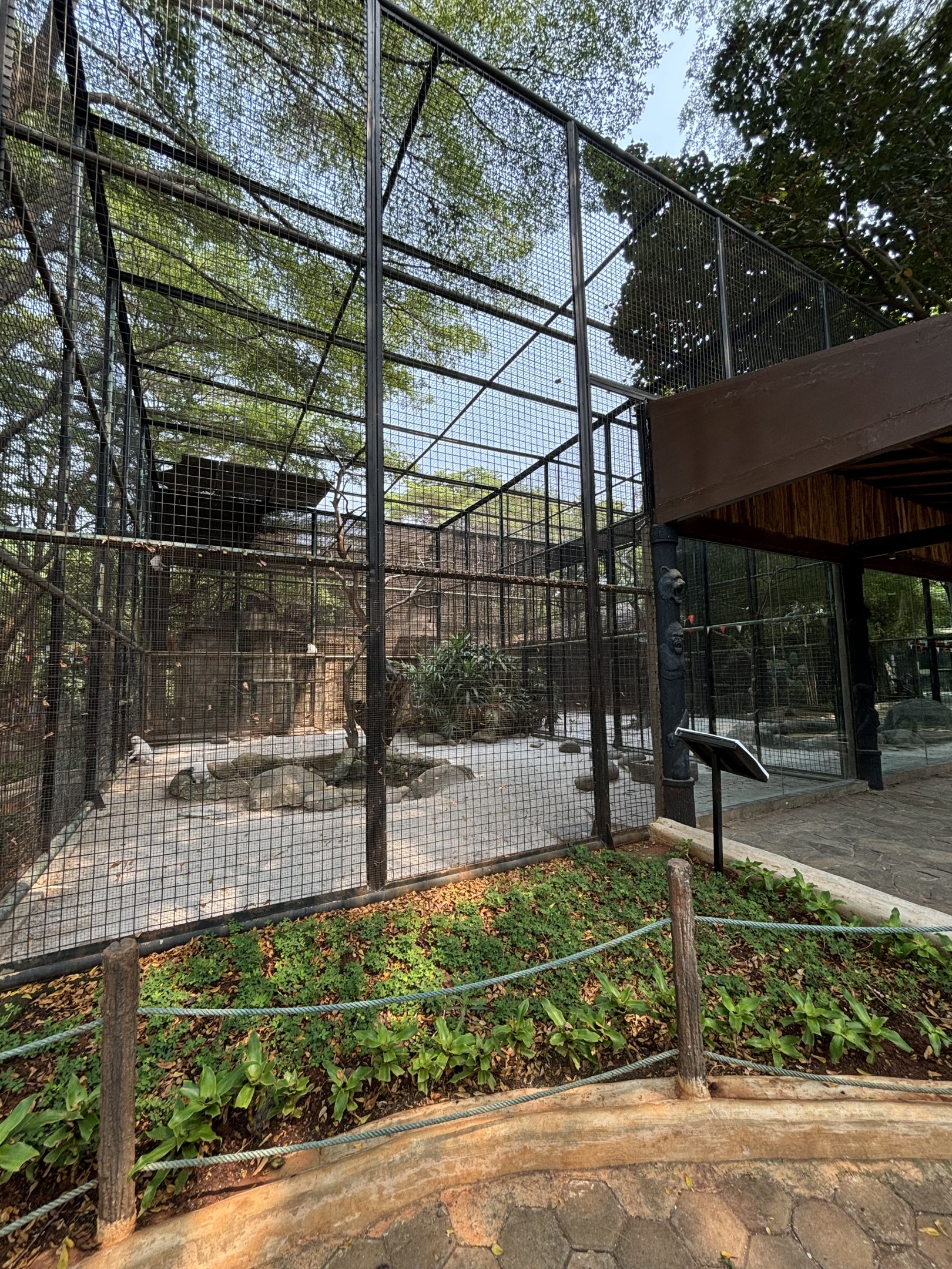 Albino Crab-eating Macaque Exhibit